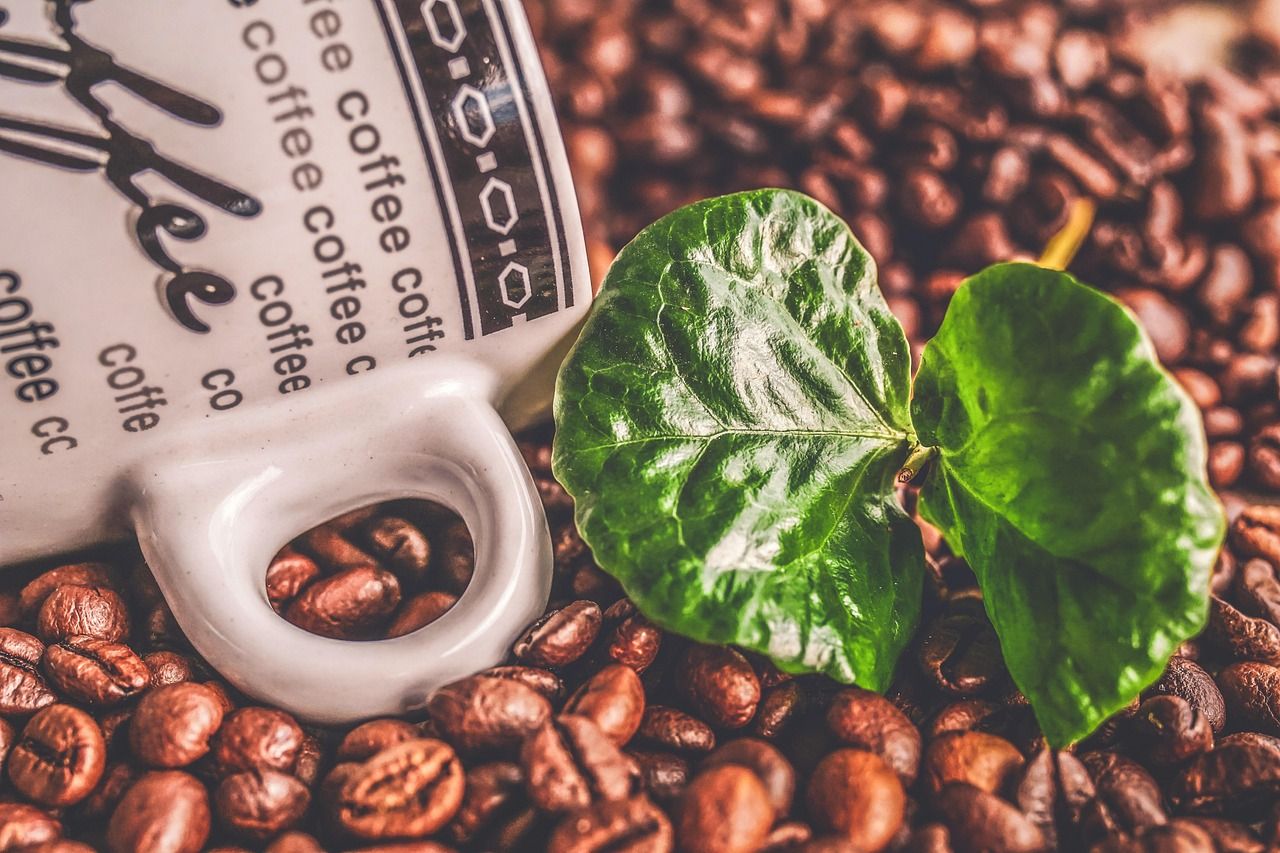Heute.at - Klimawandel bedroht unseren Kaffee