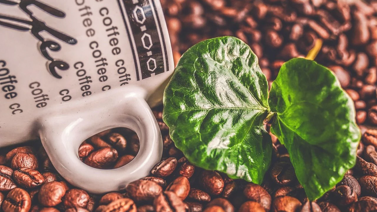 Heute.at - Klimawandel bedroht unseren Kaffee
