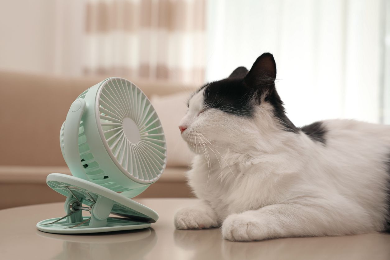 Auch wenn die Katze eigentlich Wärme und Sonne dem Winter vorzieht, braucht auch sie bei solchen Hitzewellen ein wenig Unterstützung.