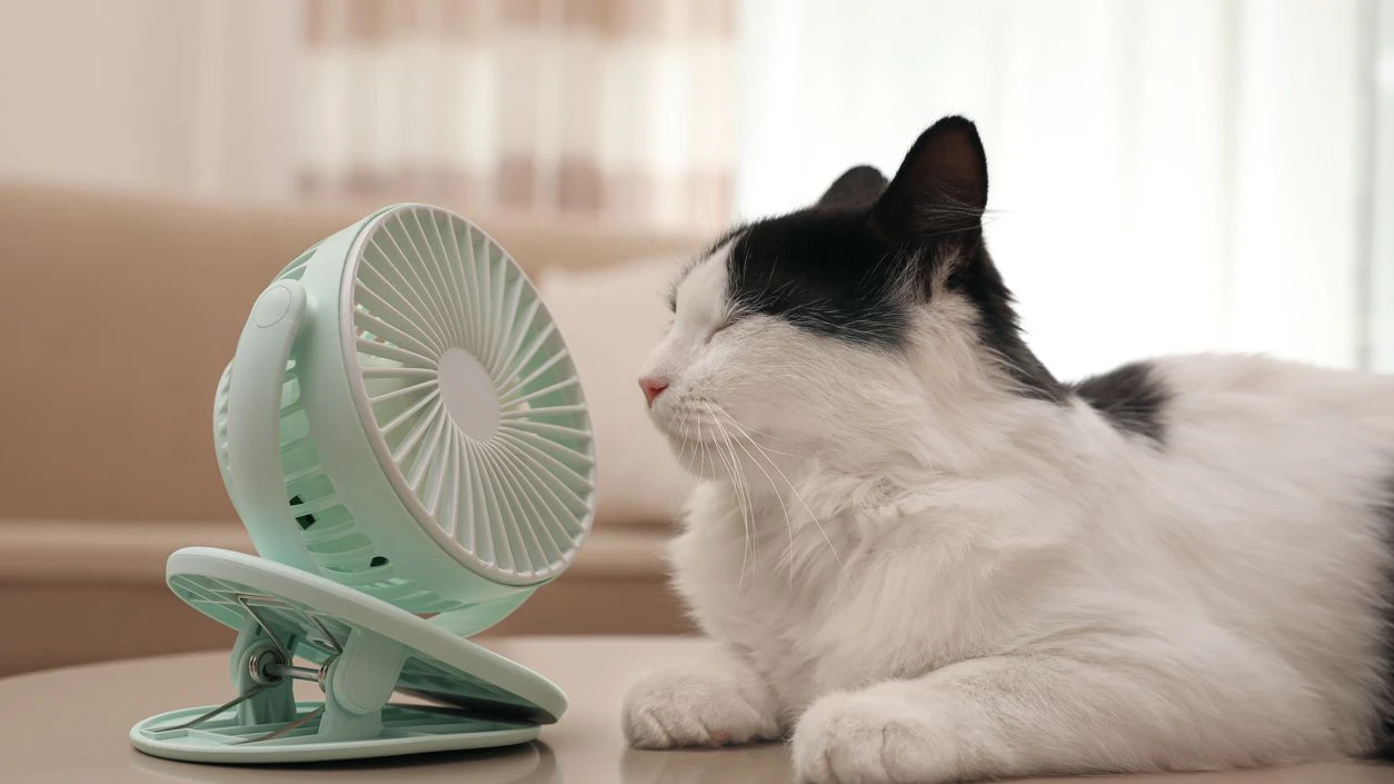Heute.at - So hilfst du deiner Katze durch die Hitzewelle