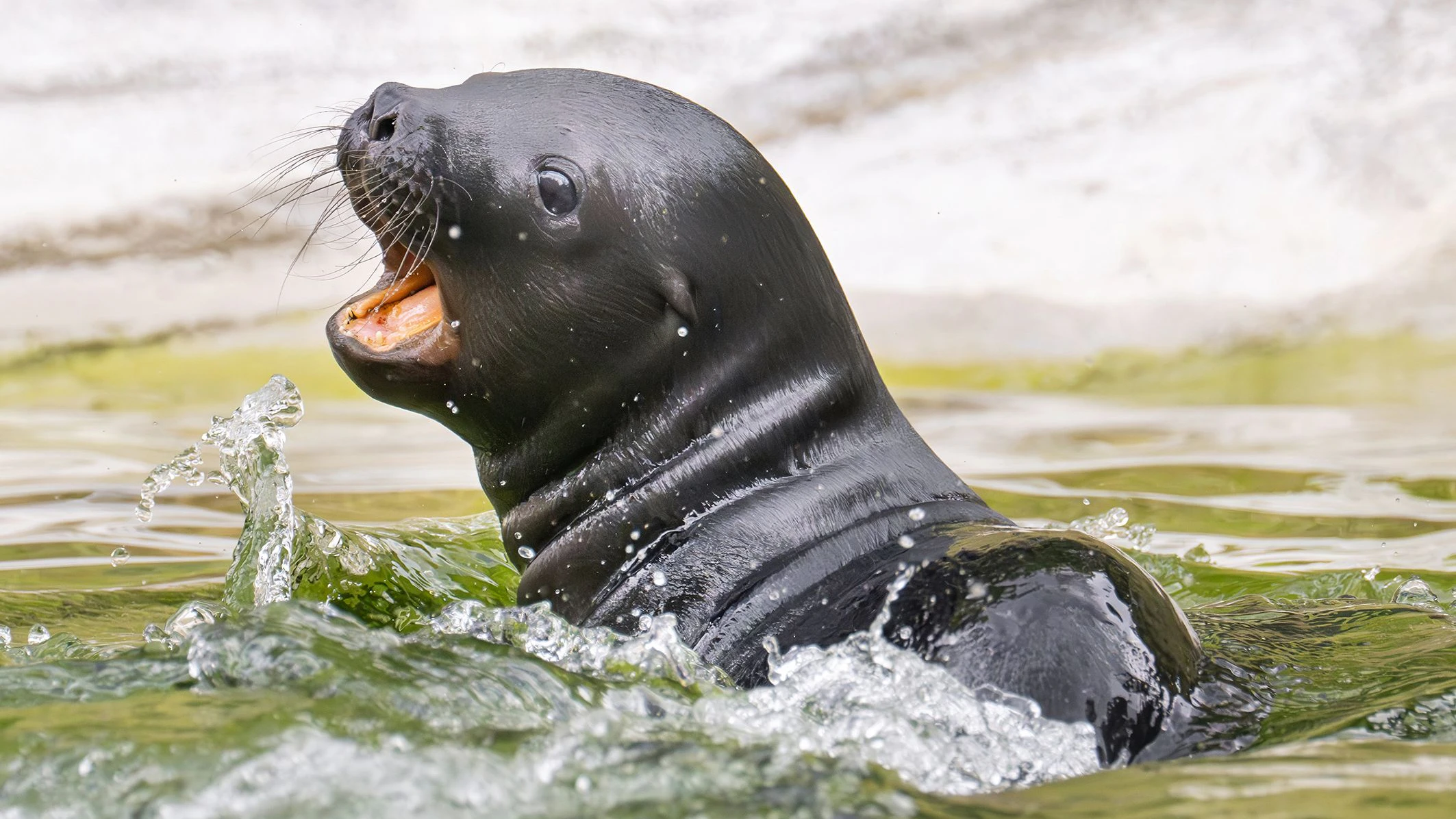 Heute.at - So laut! Doppeltes Lottchen im Tiergarten-Gehege