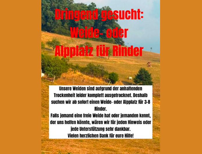 Heute.at - Alles verdorrt! Verzweifelte Suche nach Weidefläche