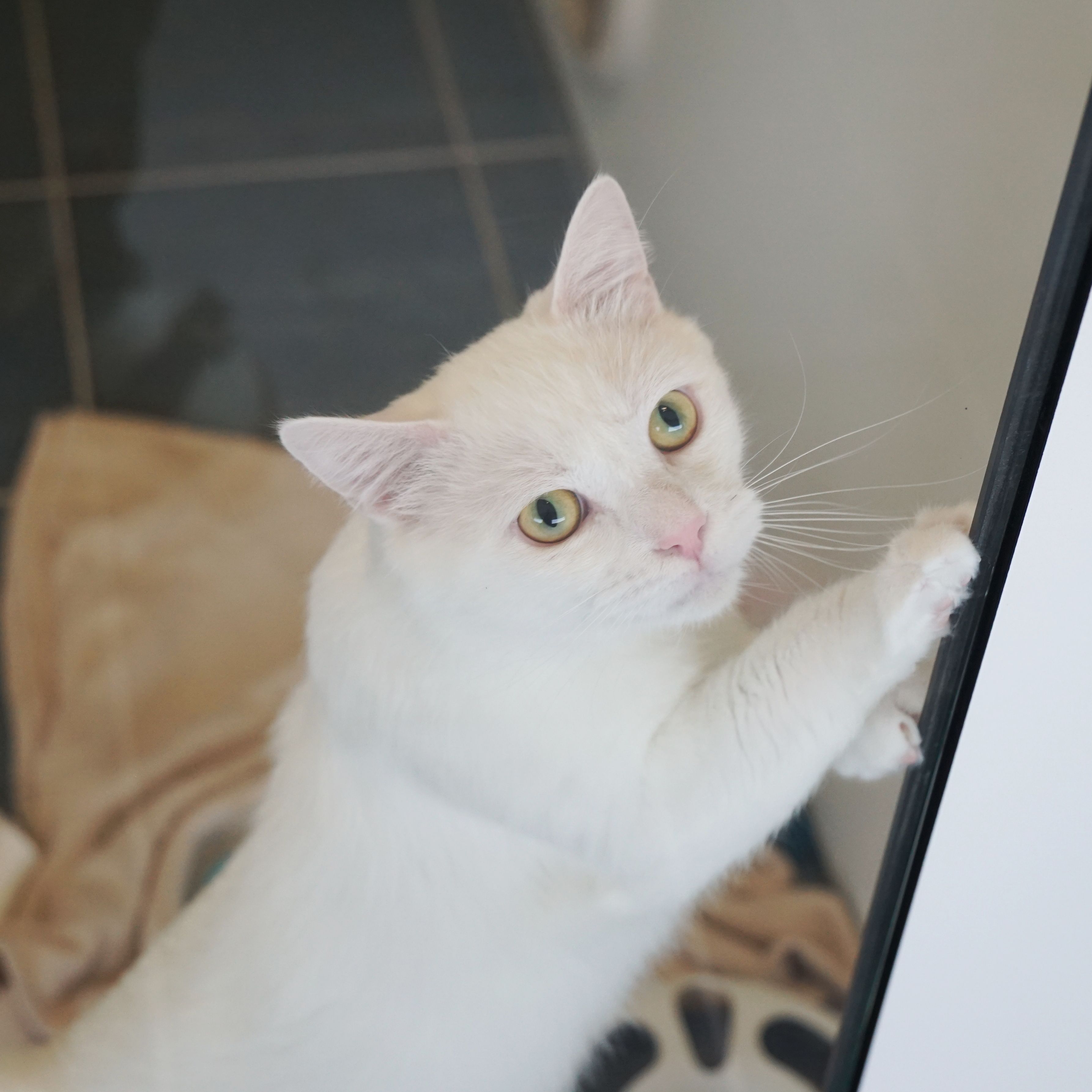 Heute.at - Sensibelchen Ghost sucht ein neues Zuhause