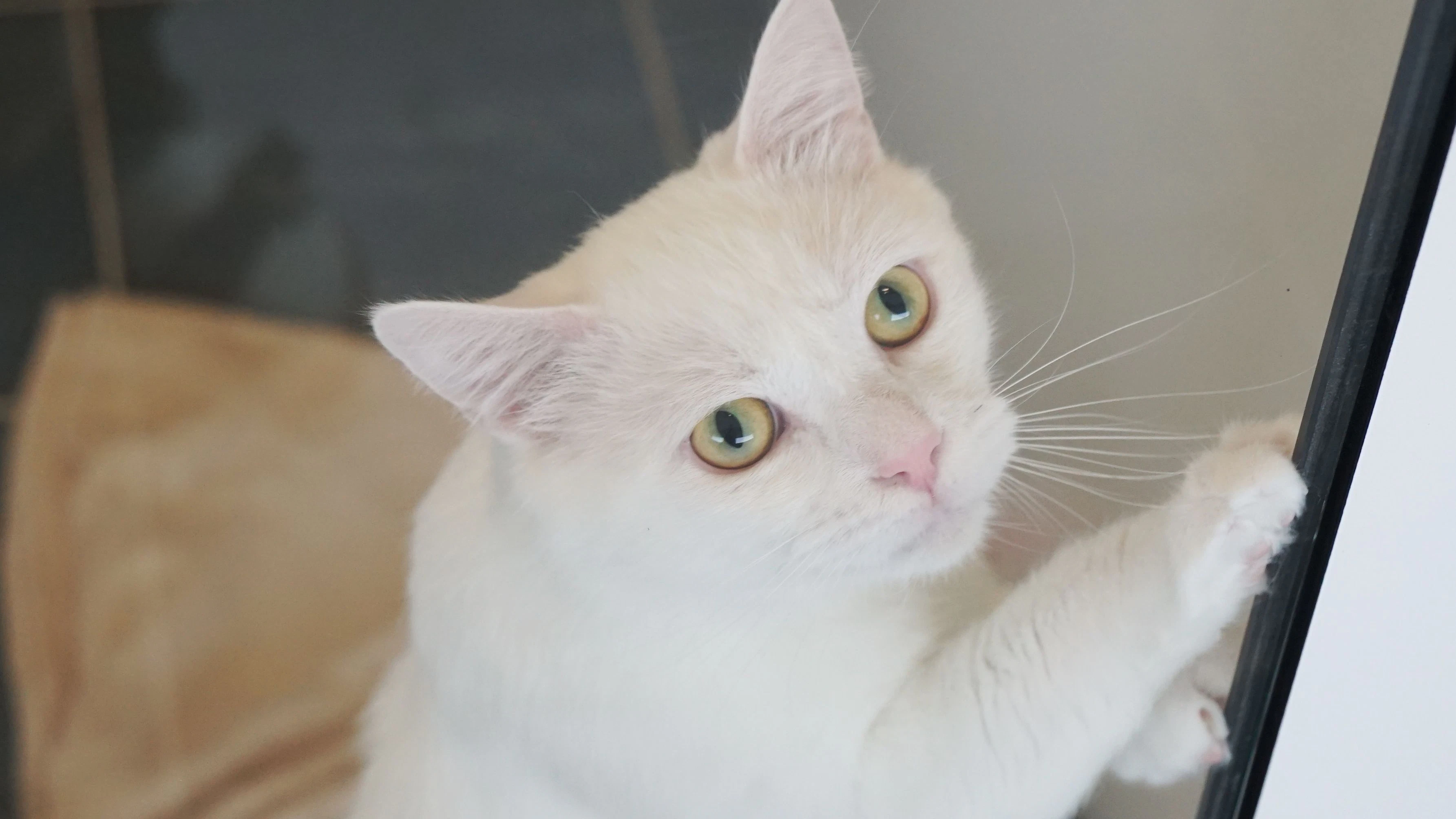 Heute.at - Sensibelchen Ghost sucht ein neues Zuhause