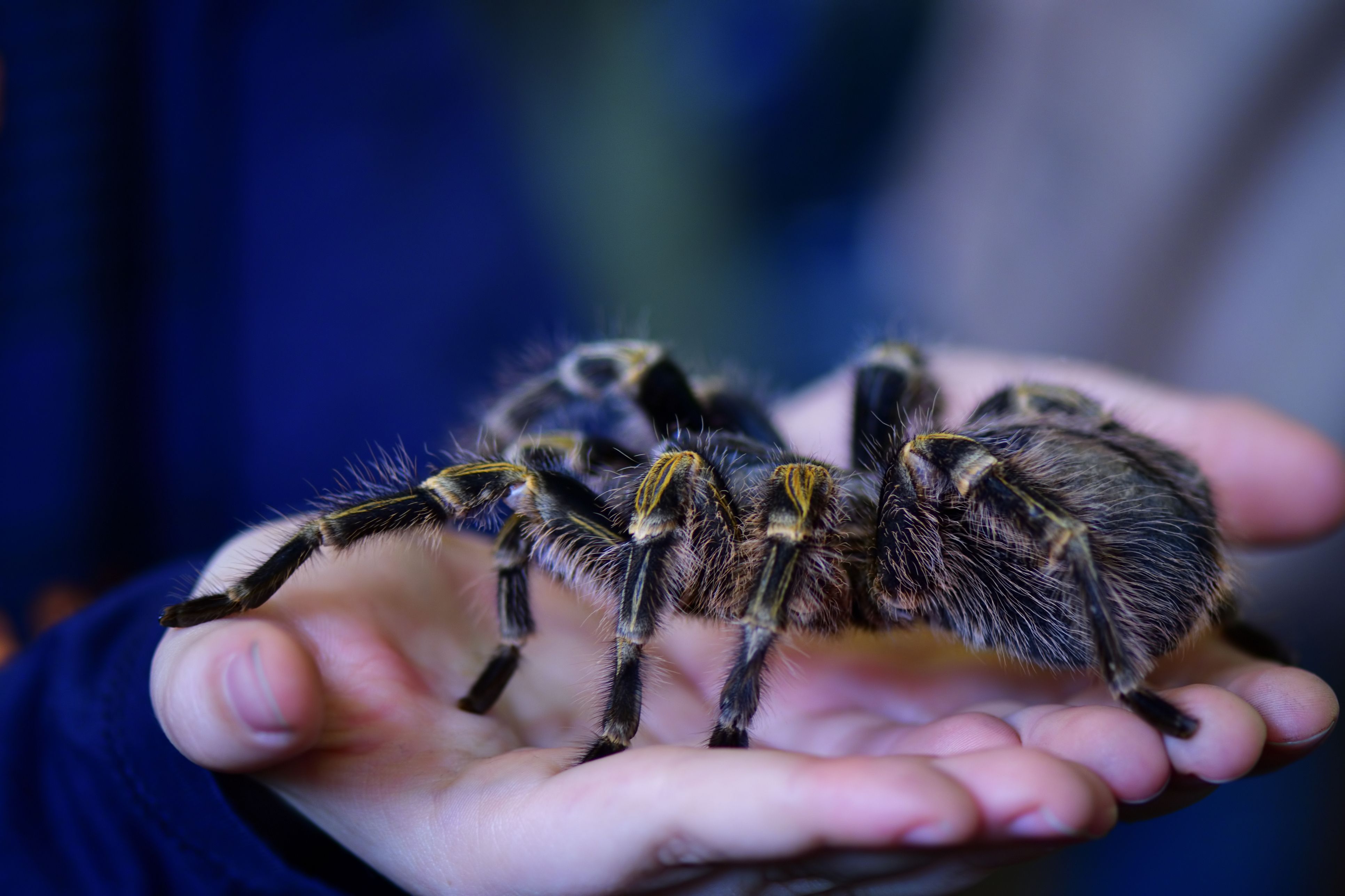 Gesucht wurde eine Vogelspinne. Und noch dazu eine riesige. 