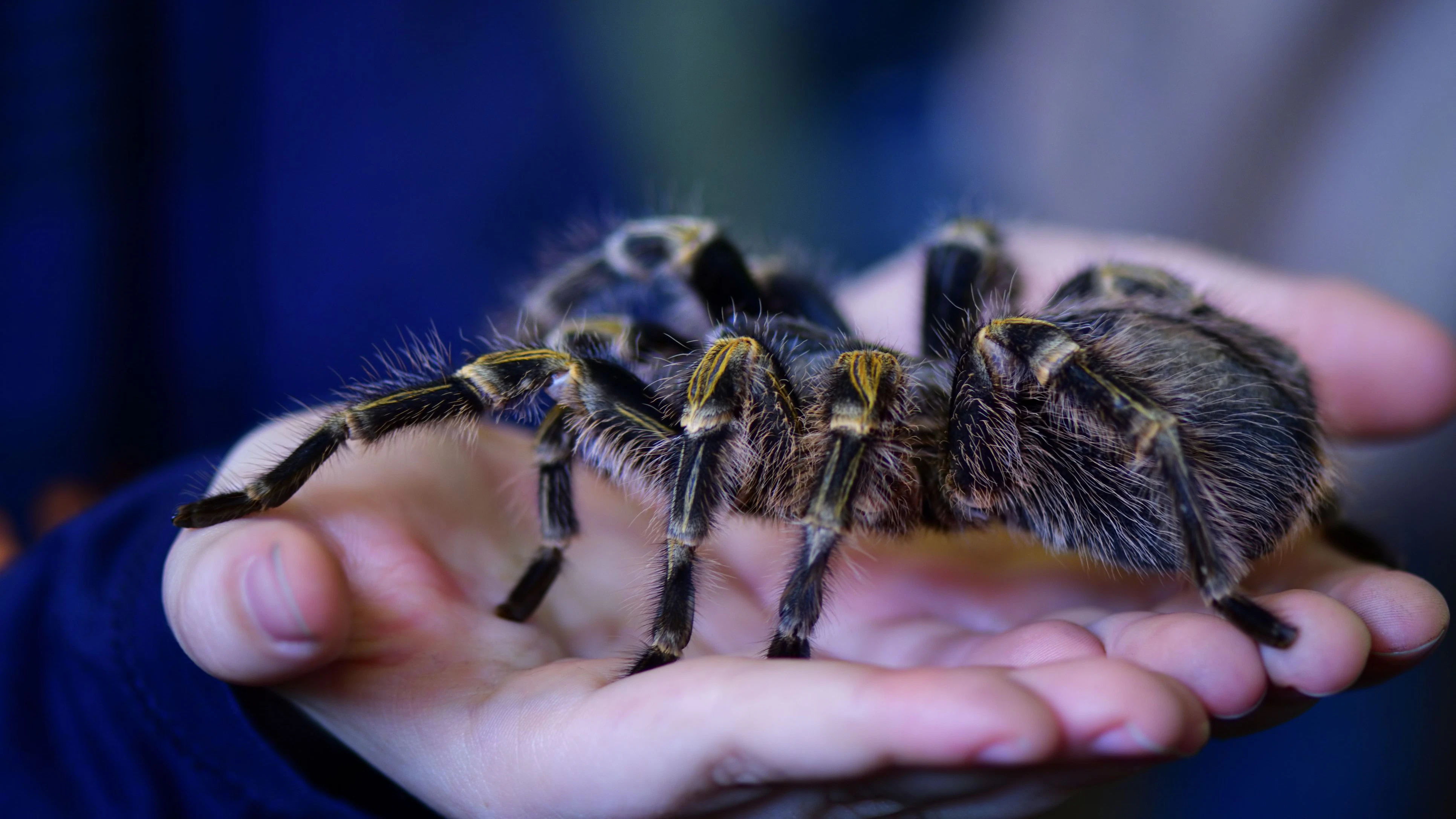 Heute.at - Kann 1 Meter springen – Riesen-Spinne in Wien entkommen
