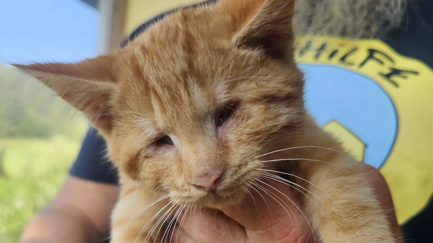 Der kleine "Julius" ist zumindest jetzt in liebevoller Sicherheit. Doch gibt es noch weitere blinde Kitten, die Hilfe brauchen? 