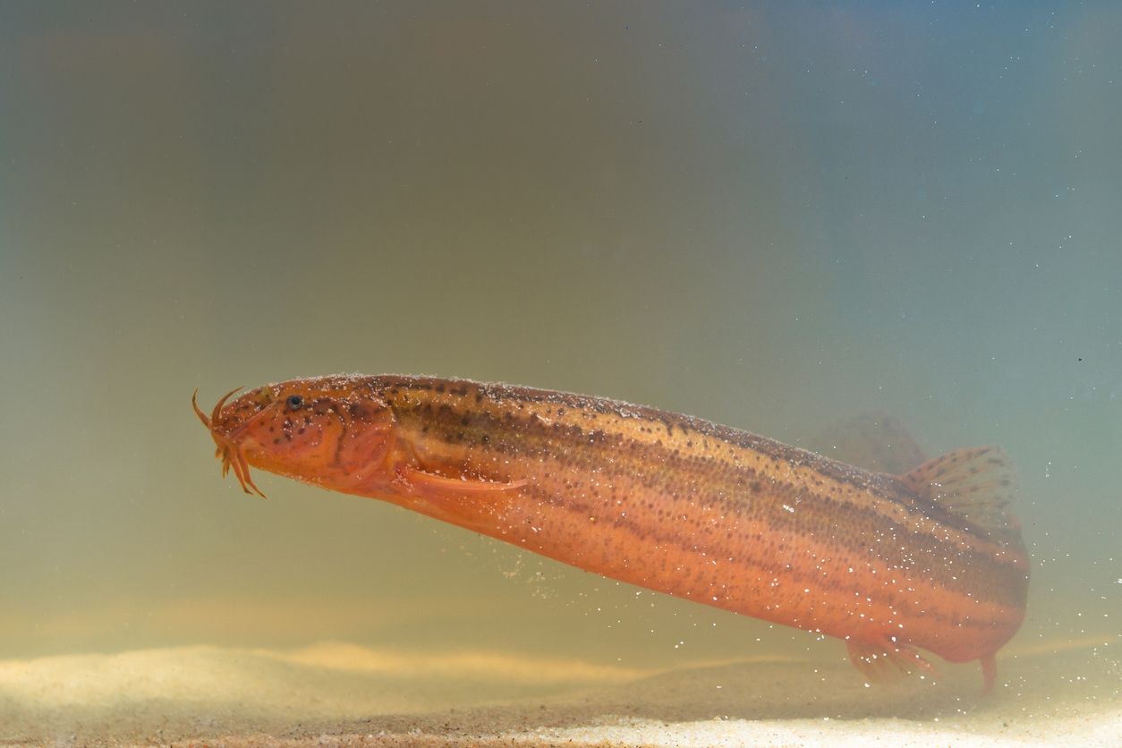 Heute.at - Die Furzgrundel ist unser Fisch des Jahres