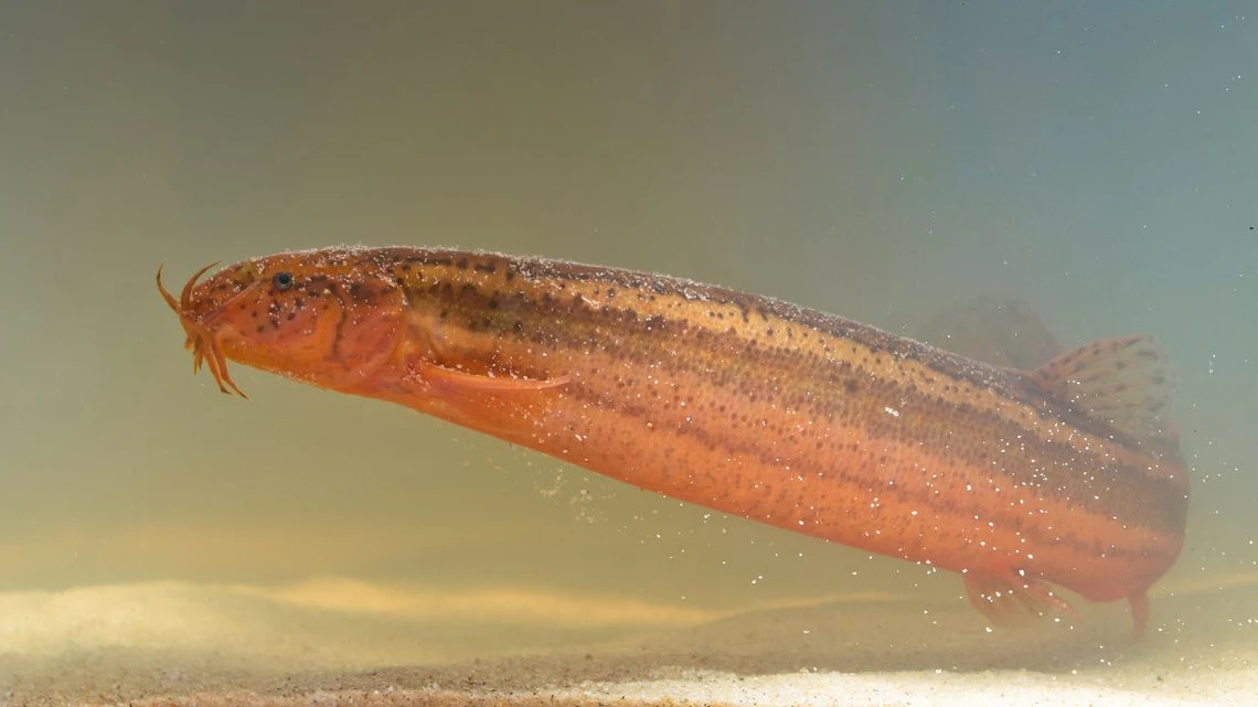 Heute.at - Die Furzgrundel ist unser Fisch des Jahres