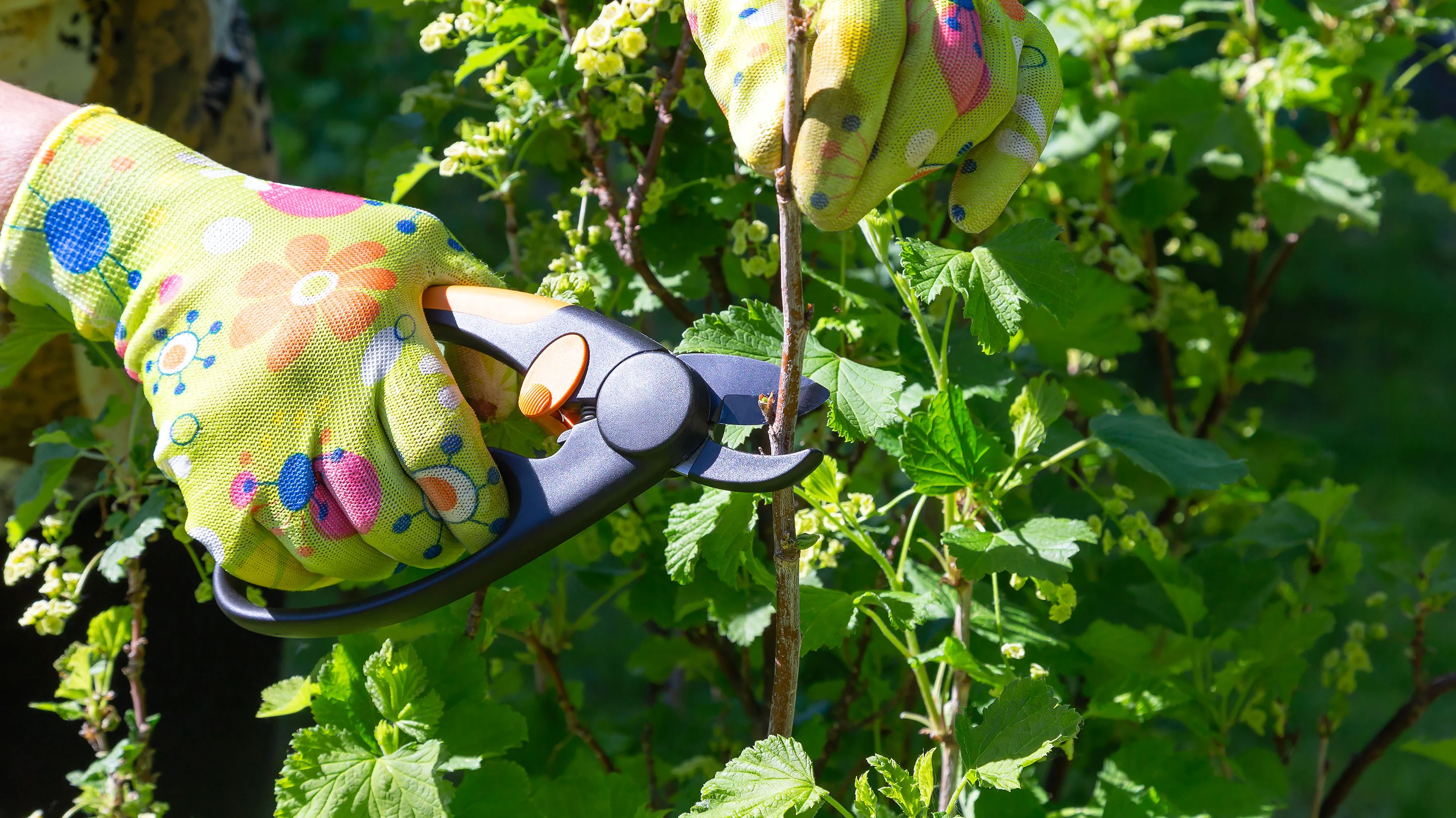 Gardener is cutting a currant bush with pruning shears outdoors