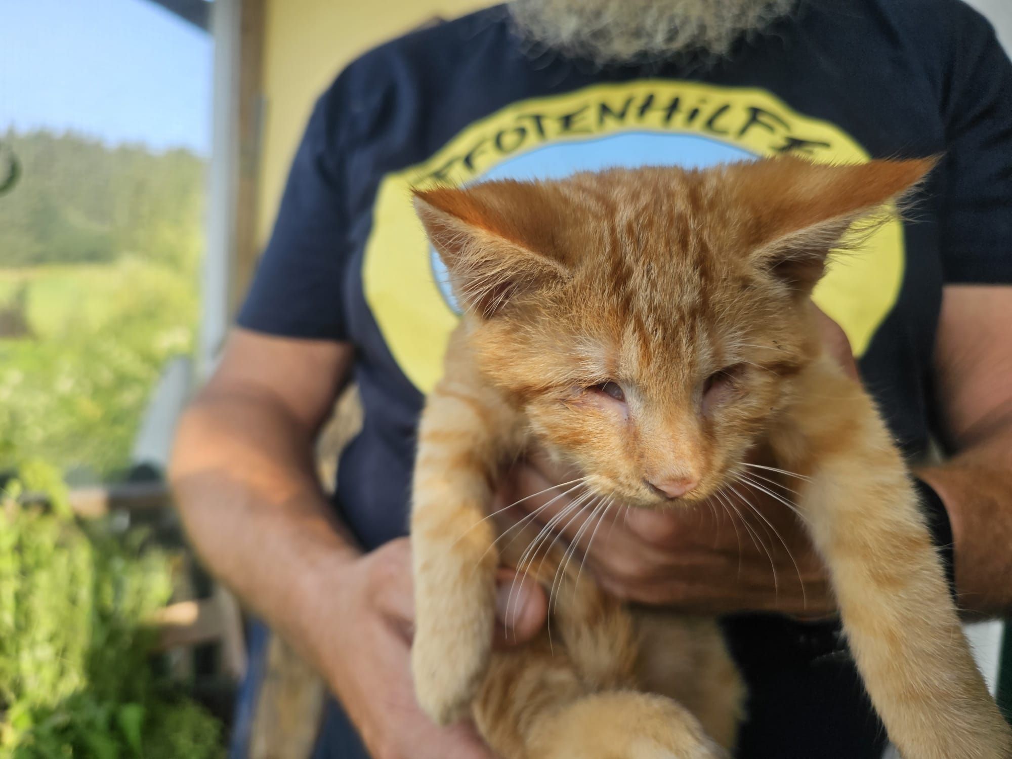 Heute.at - Wieder blindes Katzenbaby! Polizei ermittelt jetzt