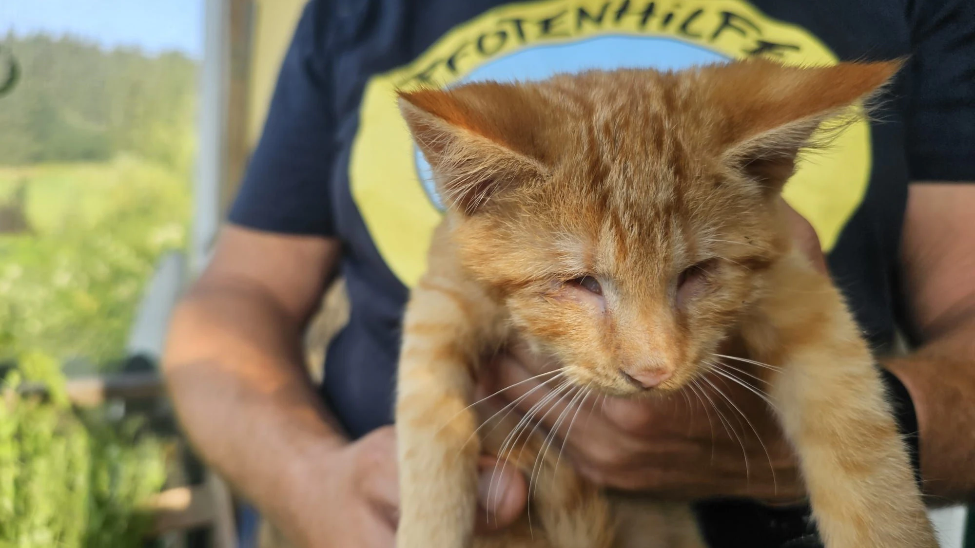 Heute.at - Wieder blindes Katzenbaby! Polizei ermittelt jetzt