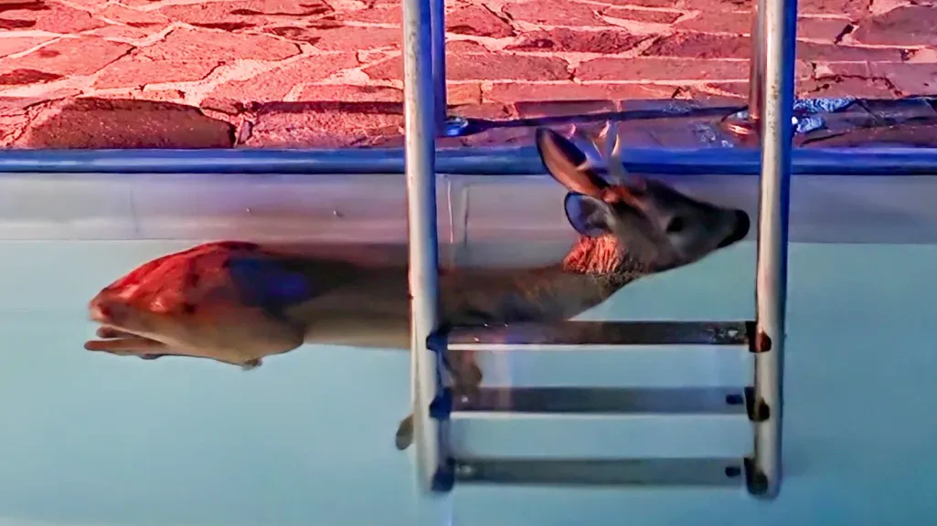 Heute.at - Es war zu heiß! Rehbock kühlte sich in Swimming-Pool ab
