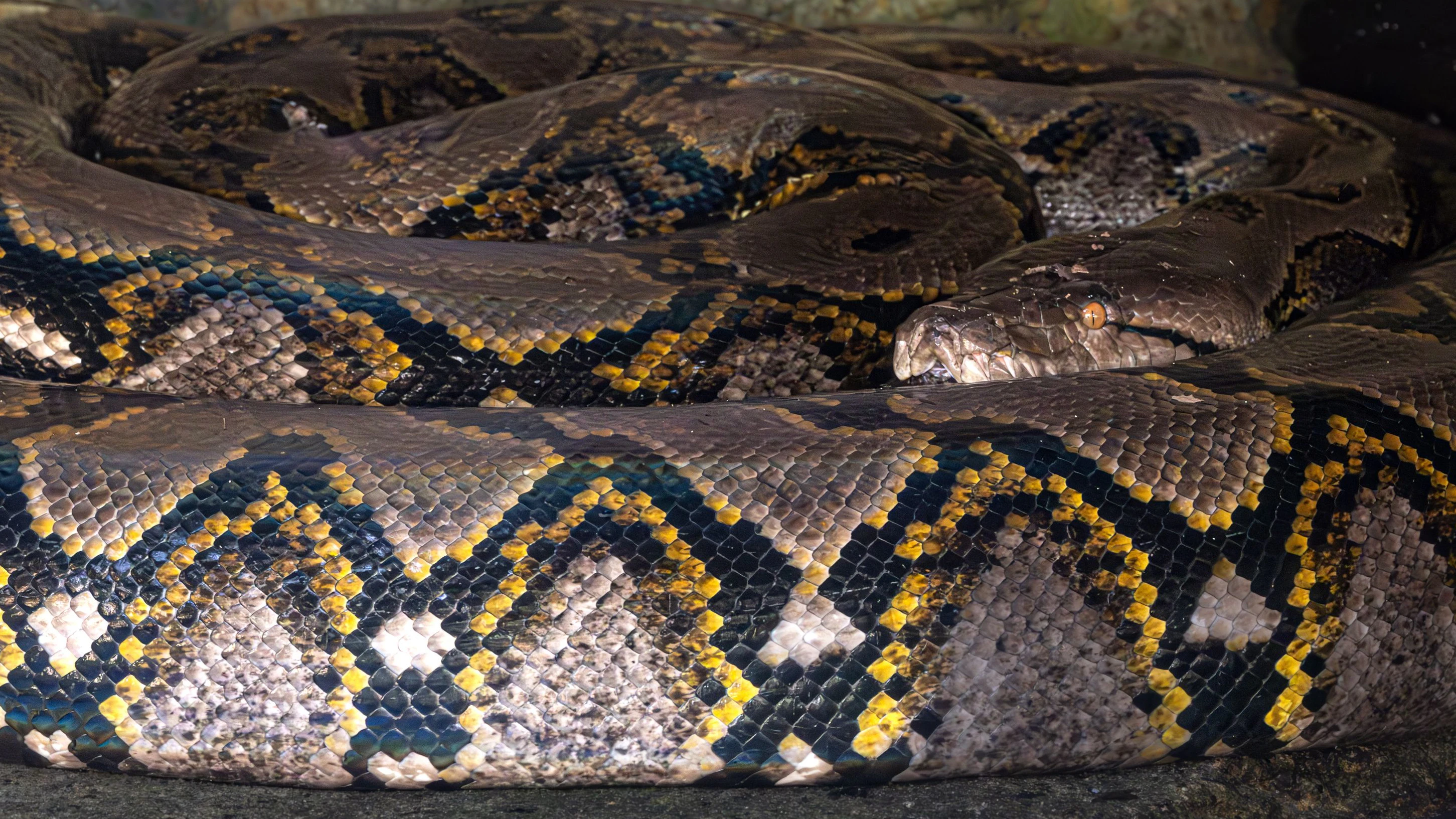 Heute.at - 35-jähriger Mann von Riesen-Python verschlungen