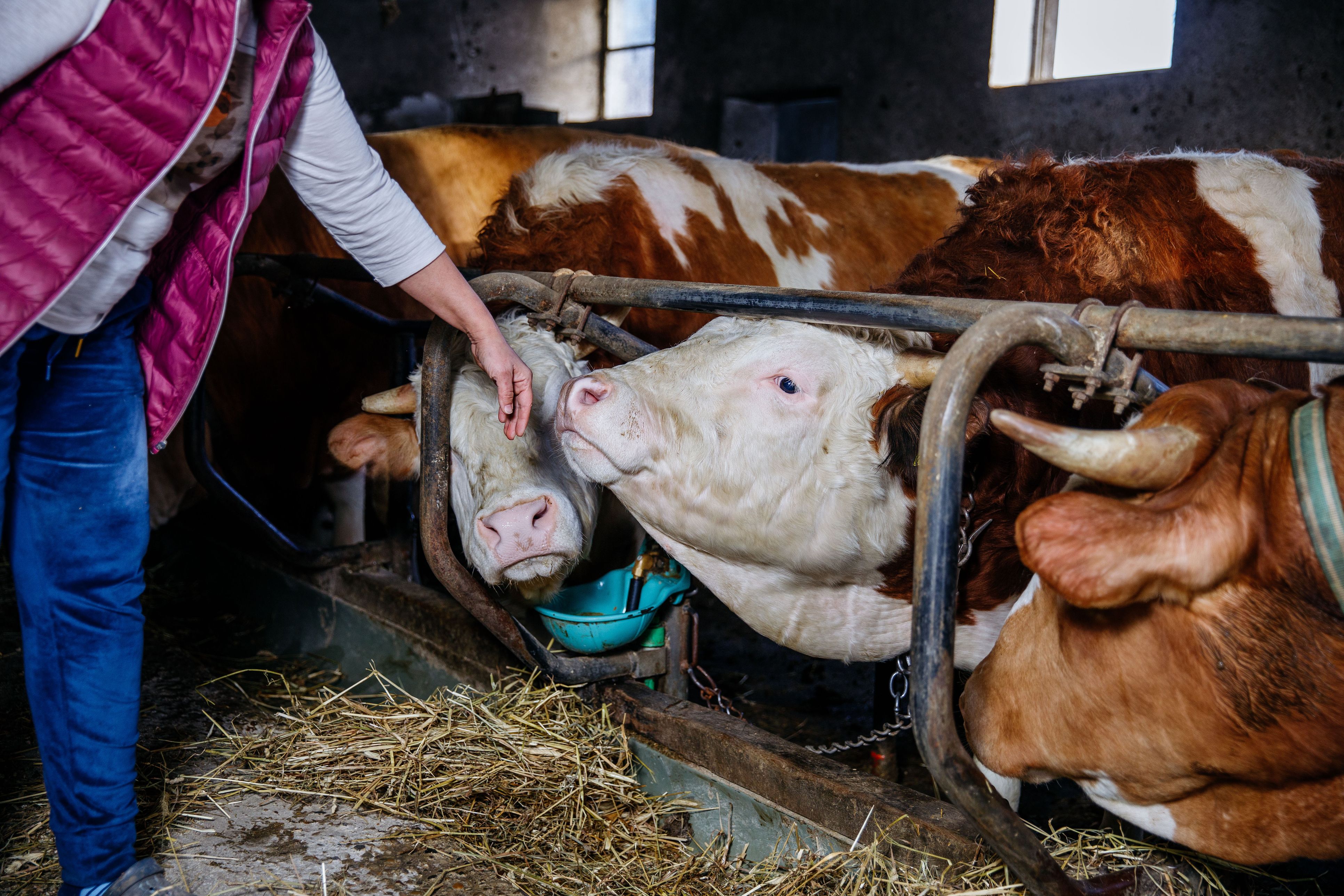 Hitze und Dürre schaden Ernte massiv: Niederösterreichs Bauern geht schon das Futter für ihre Rinder aus.