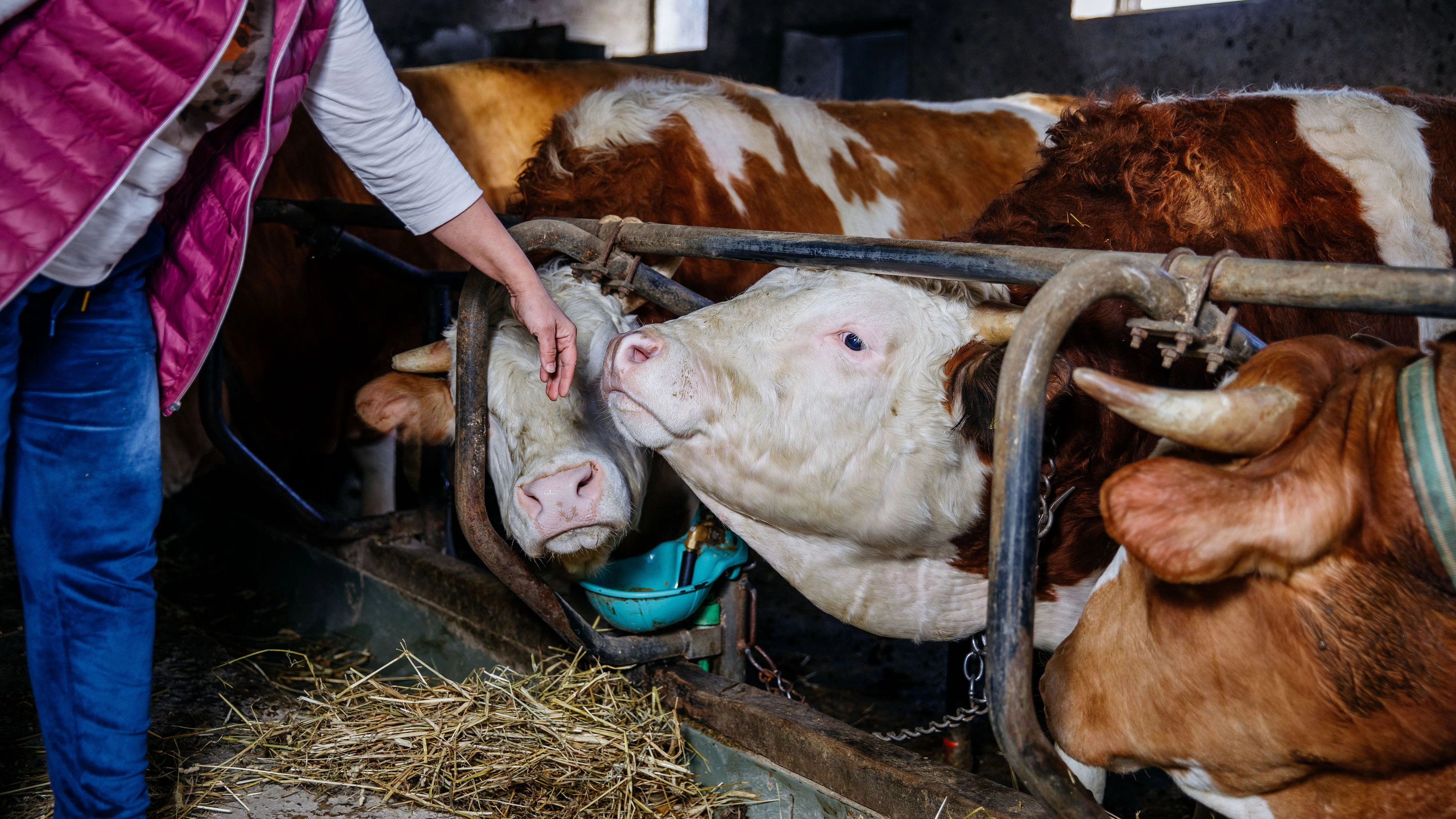 Heute.at - Bauer schlägt Alarm: Müssen schon Rinder notschlachten