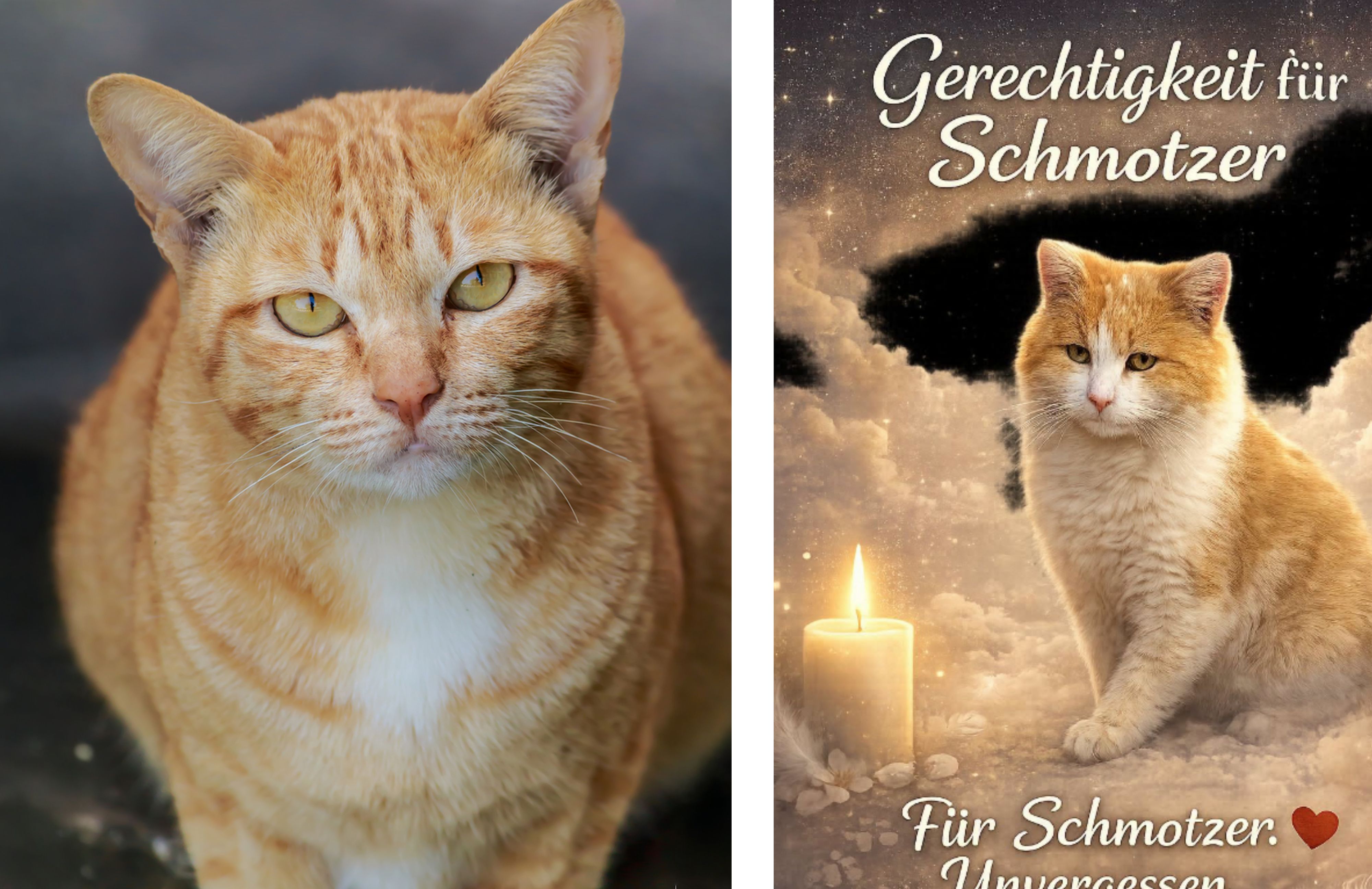 Heute.at - Tierschützer völlig empört: Freibrief für Tierquäler