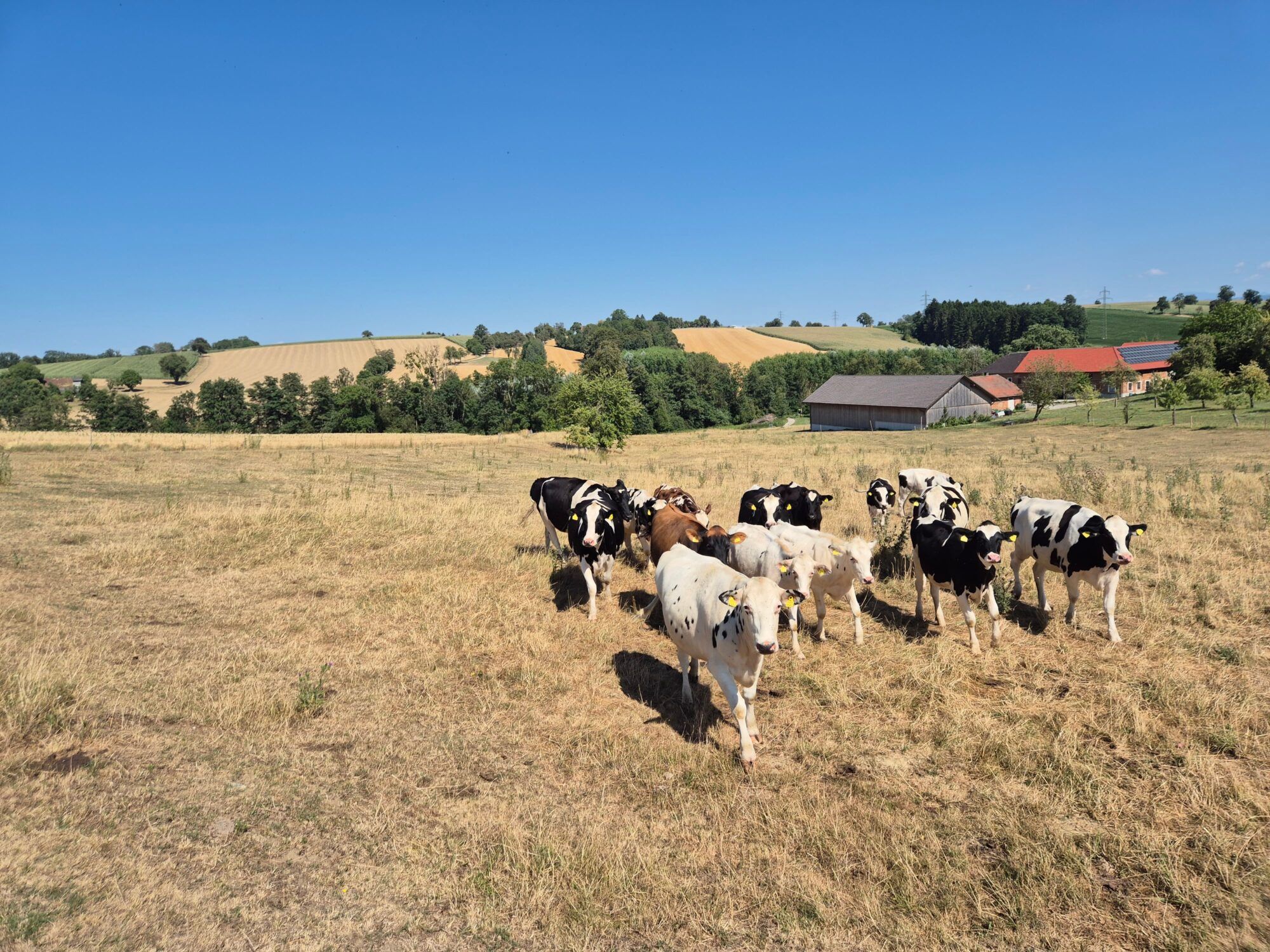 Auf den ausgetrockneten Weiden finden die Kühe kaum noch Futter. Die IG-Milch warnt vor einer existenziellen Bedrohung für viele Betriebe.