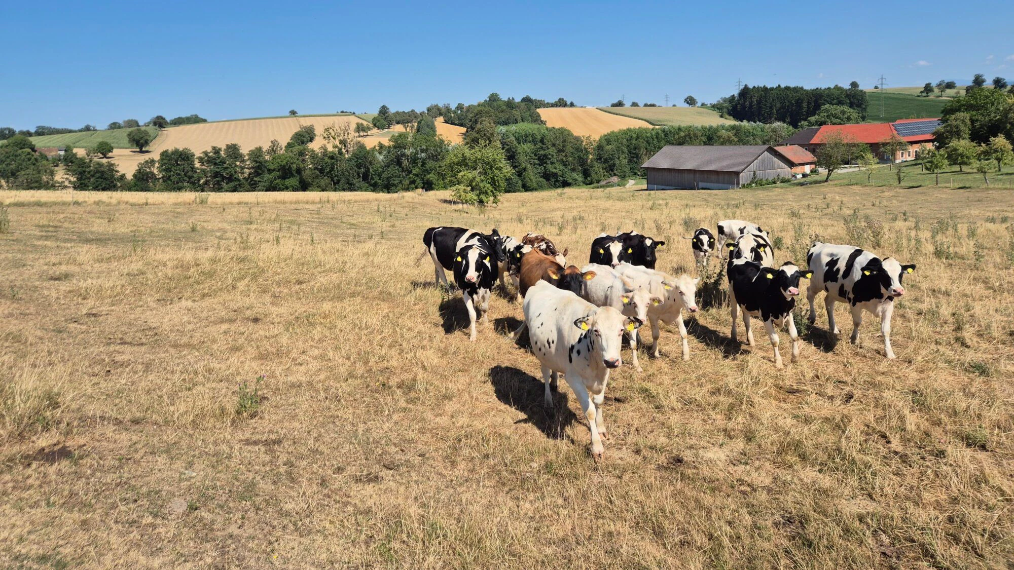 Heute.at - Extreme Dürre – jetzt bangt ganze Branche um Existenz