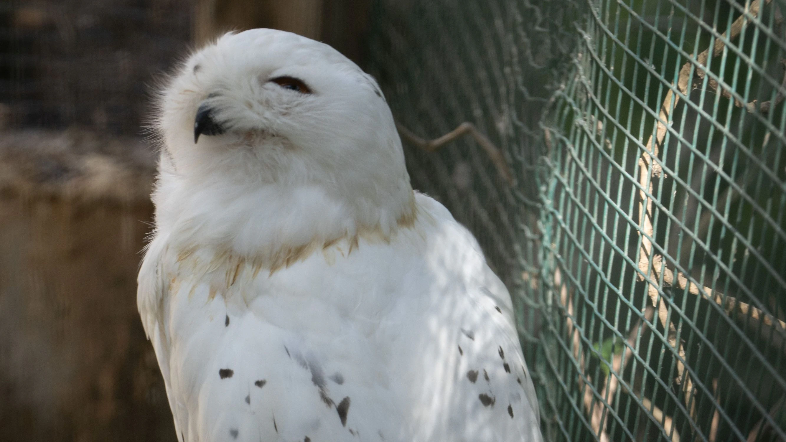 Auch der Schleiereule ist heiß, während sie sich in der Eulen- und Greifvogelstation erholt. 