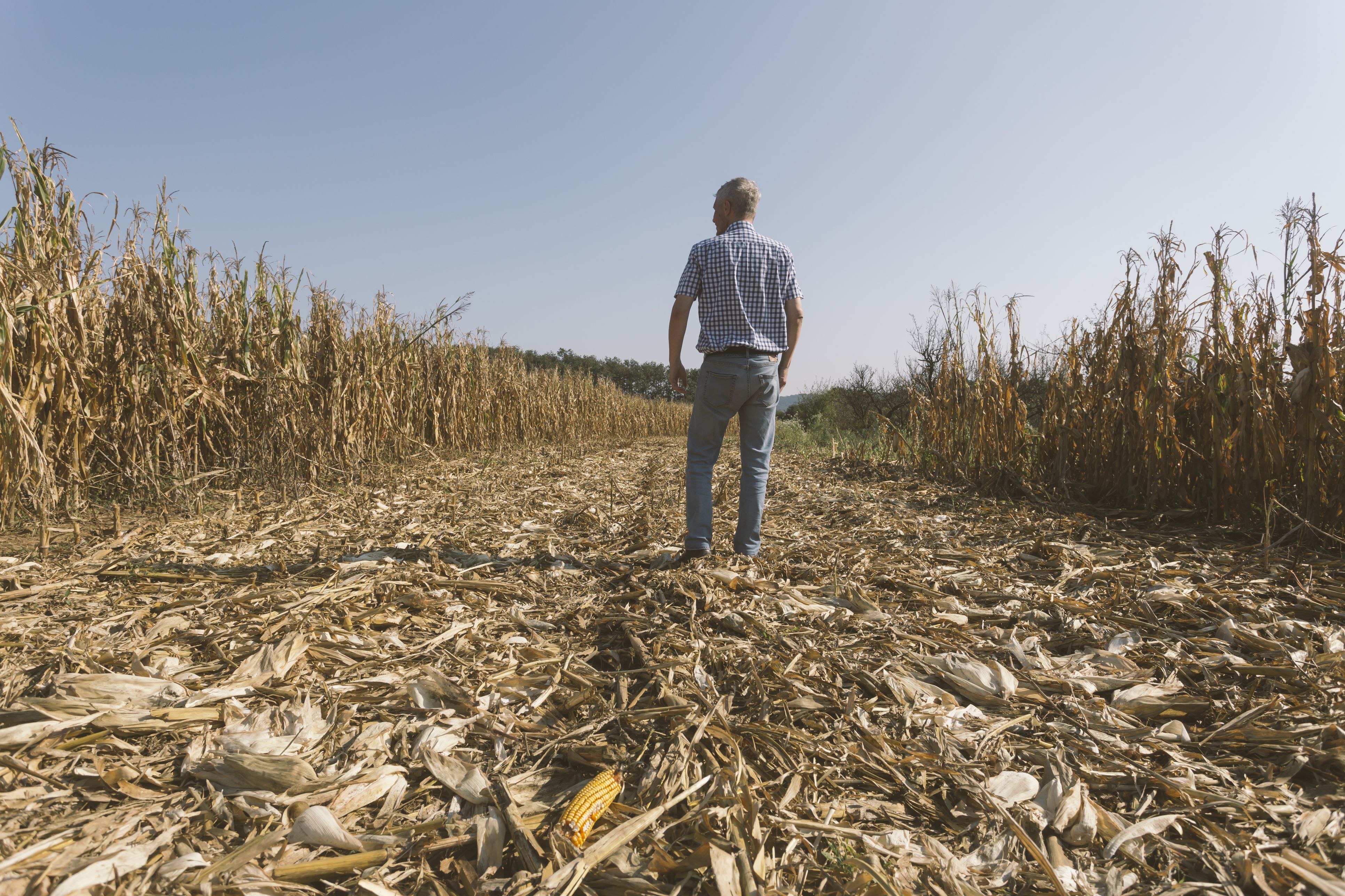 Vor allem die anhaltende Dürre setzte der Landwirtschaft diesen Sommer arg zu.