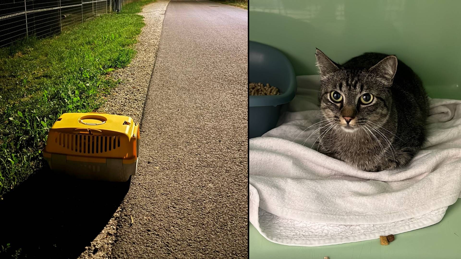 Heute.at - Neben Hundeauslauf ausgesetzt! Katze völlig verängstigt