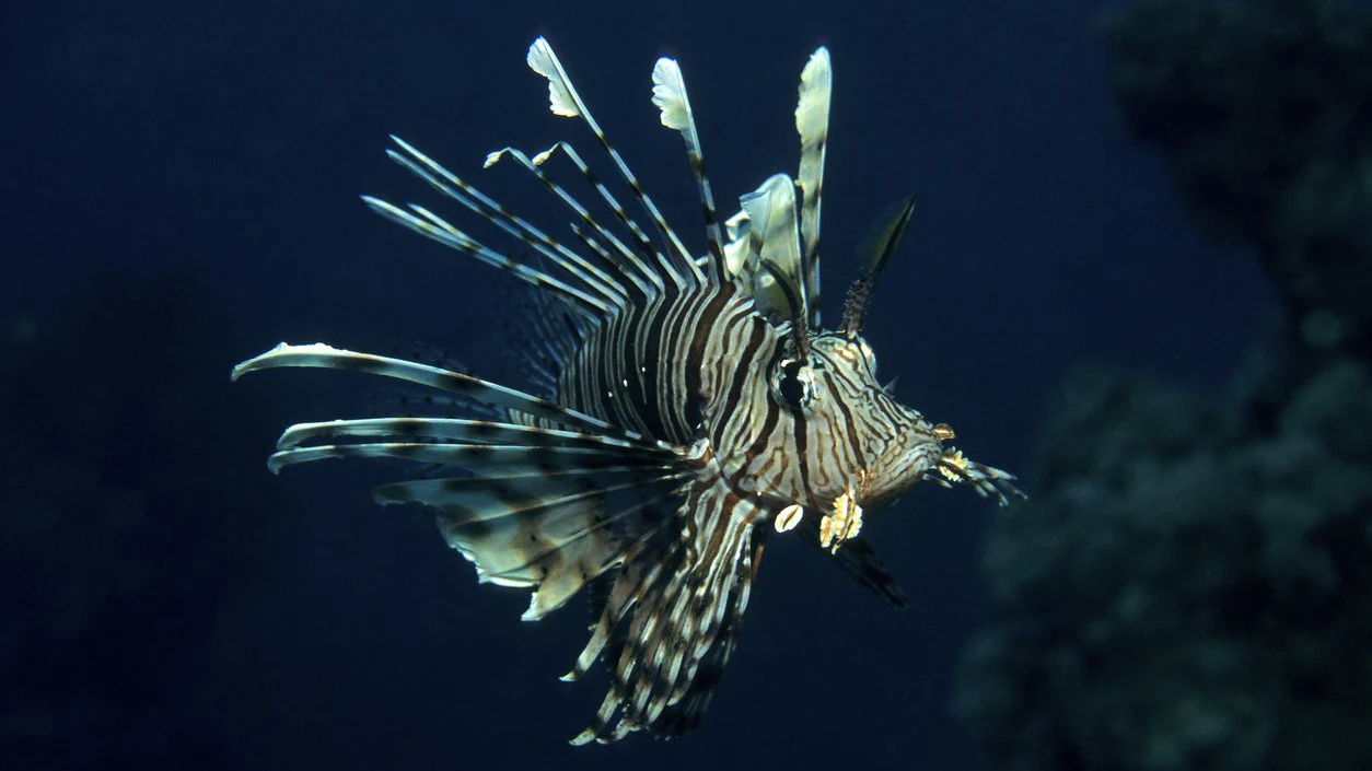 Heute.at - Giftige Fische bedrohen Mittelmeer-Ökosystem