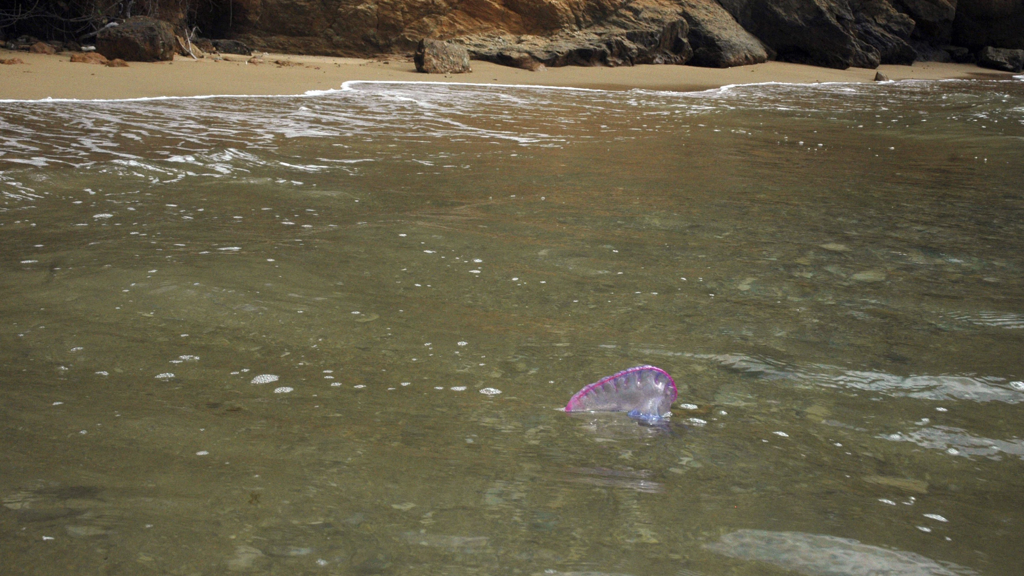 Portugiesische Galeeren halten sich durch ihre auffällige Luftblase an der Wasseroberfläche.