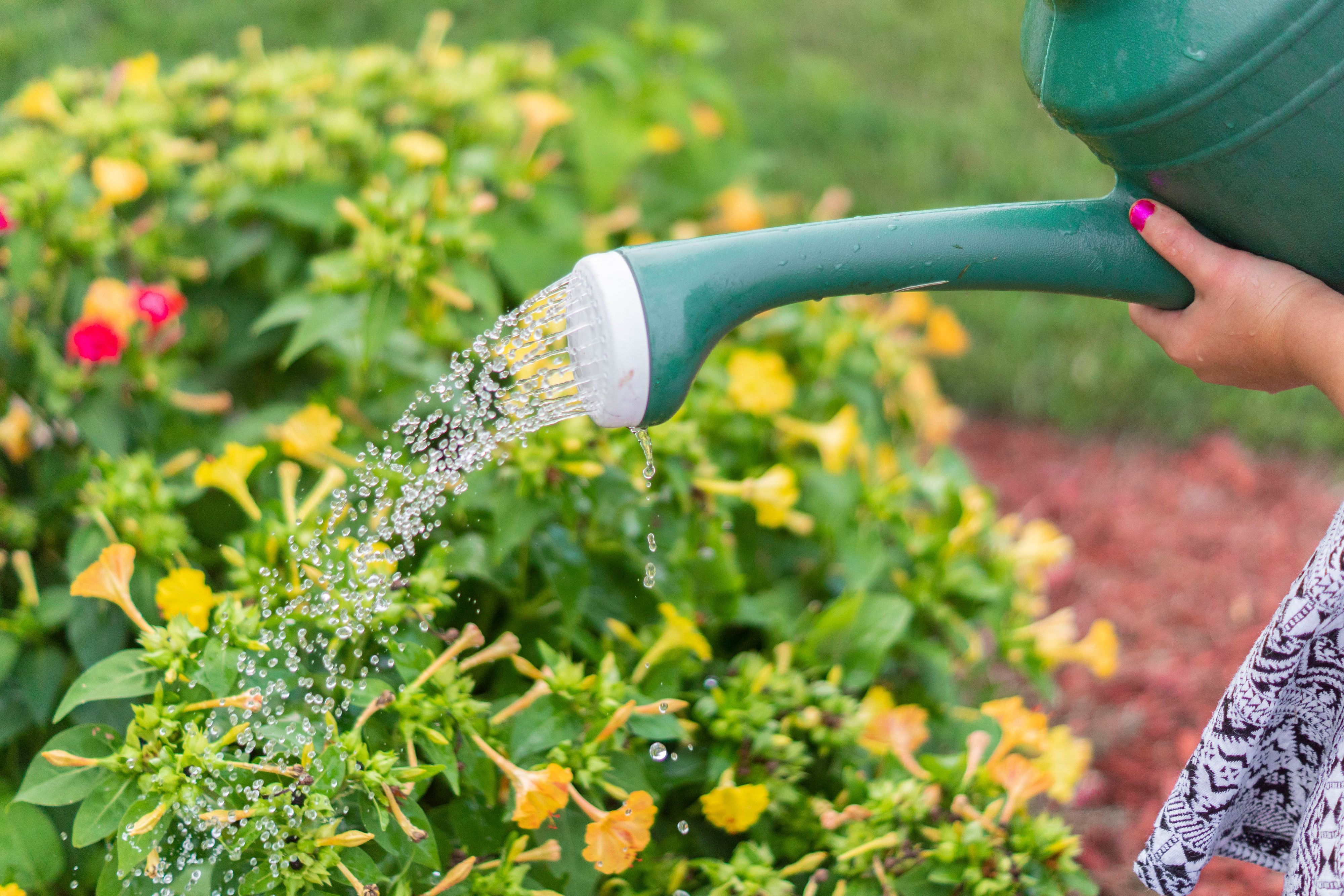 Wenn Blumen und Gemüse schlappmachen, ist schnelles Gießen oft die erste Reaktion.