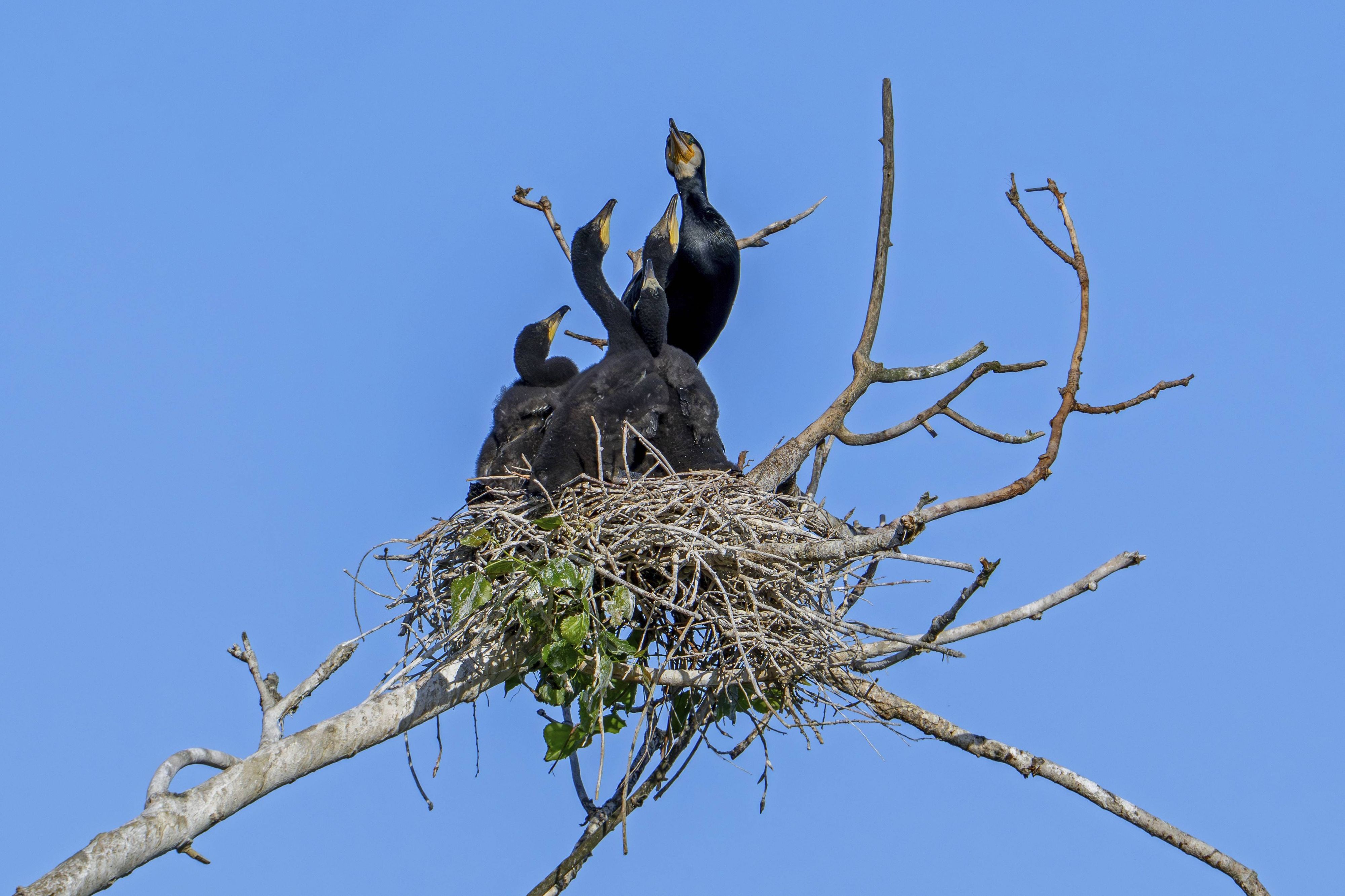 Jungvogel (Symbolbild) 