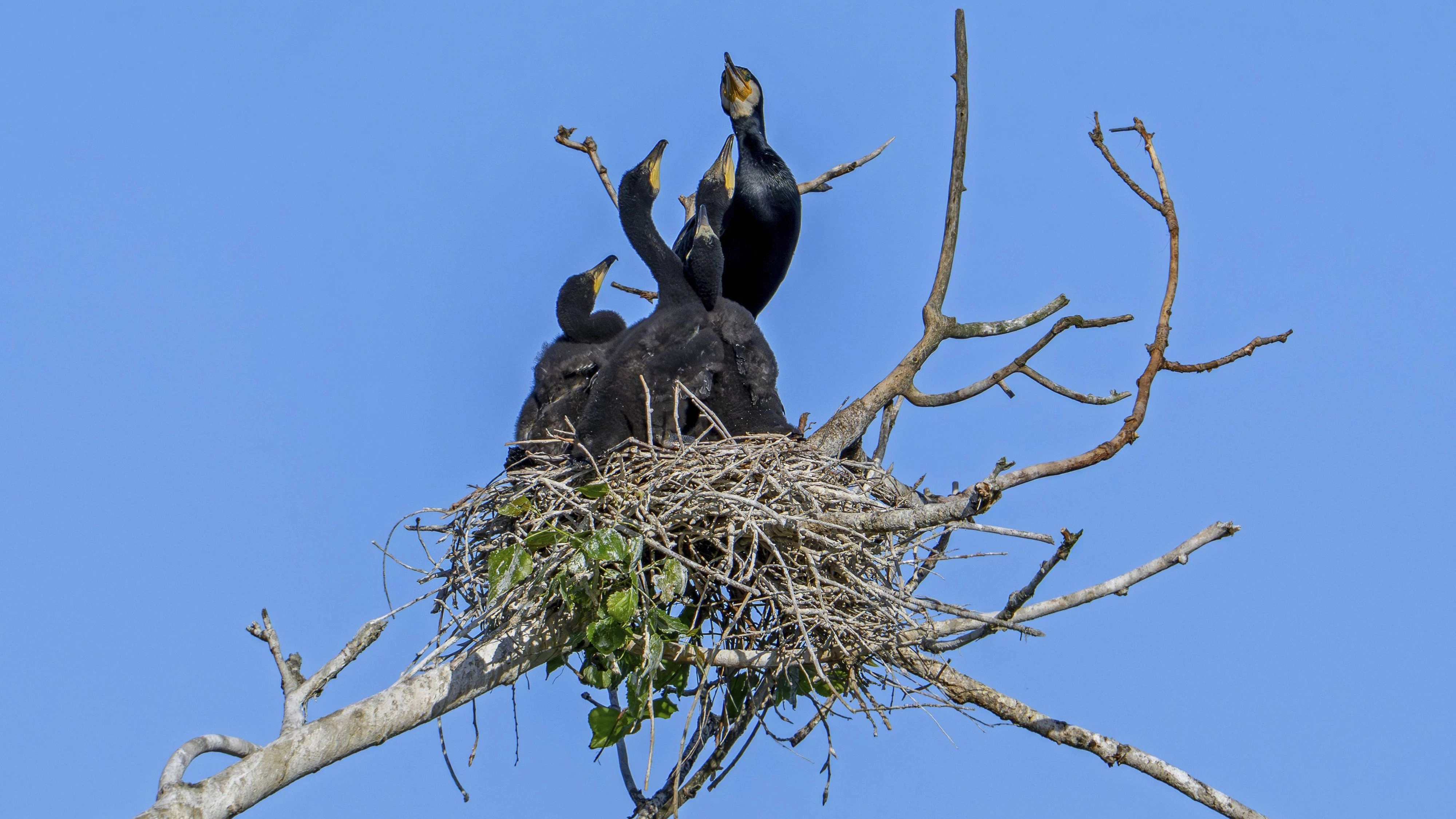 Heute.at - Zu heiß im Nest! Jungvögel stürzen in den Tod