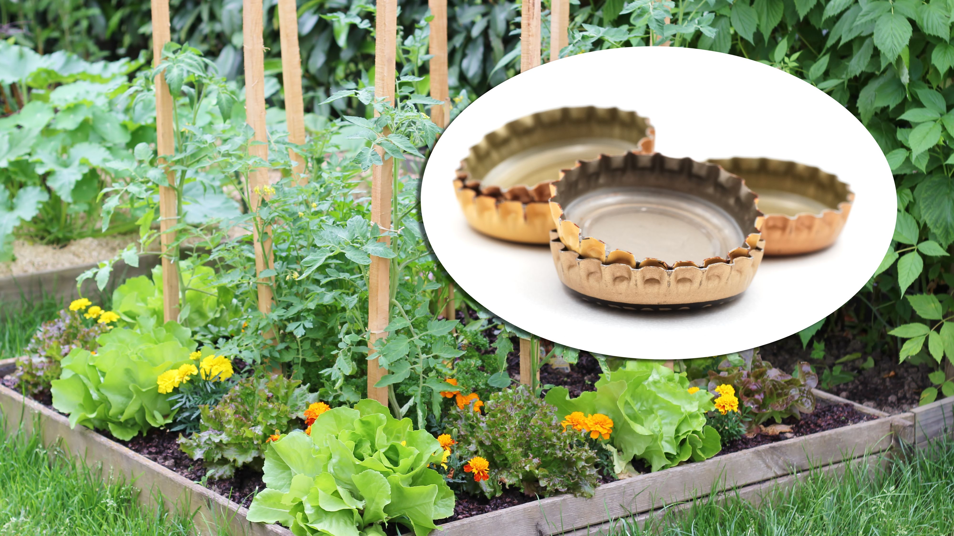 Die gezackten Flaschenverschlüsse sollen als einfache Barriere Schnecken von Salat, Kräutern und anderen Pflanzen fernhalten.