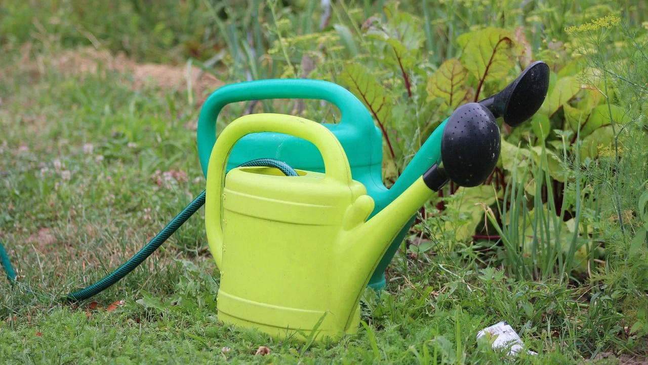 Heute.at - Garten-Profi: Darum bringt Gießen allein nichts