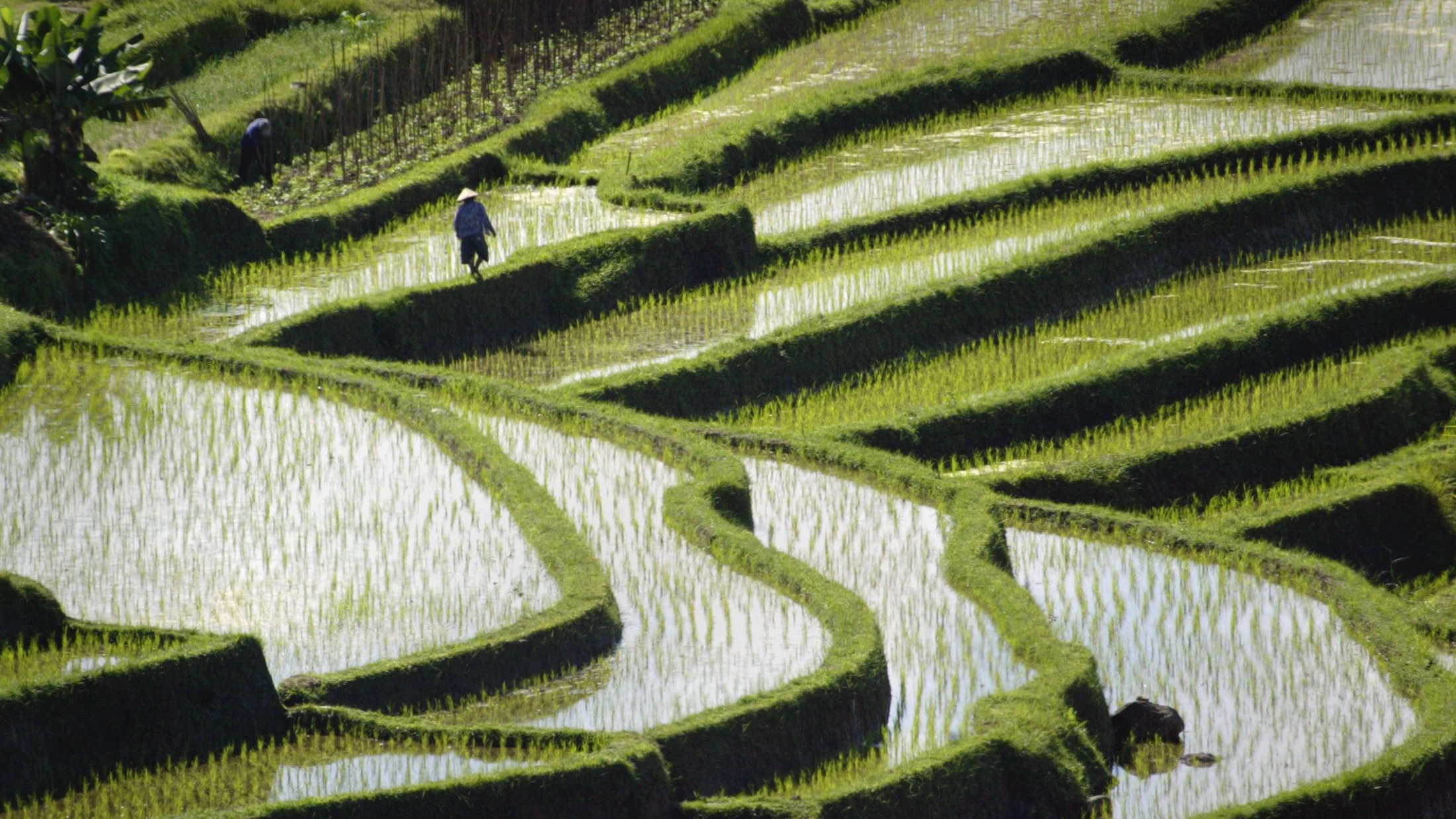 Rice is planted in graceful terraced paddies near Jatiluwih in central Bali August 11, 2003. Rice plays an important role in Balinese life, eaten at almost every meal and prepared as an offering to the gods in temples across the country.            PP03090006       REUTERS/Bob Strong  RCS