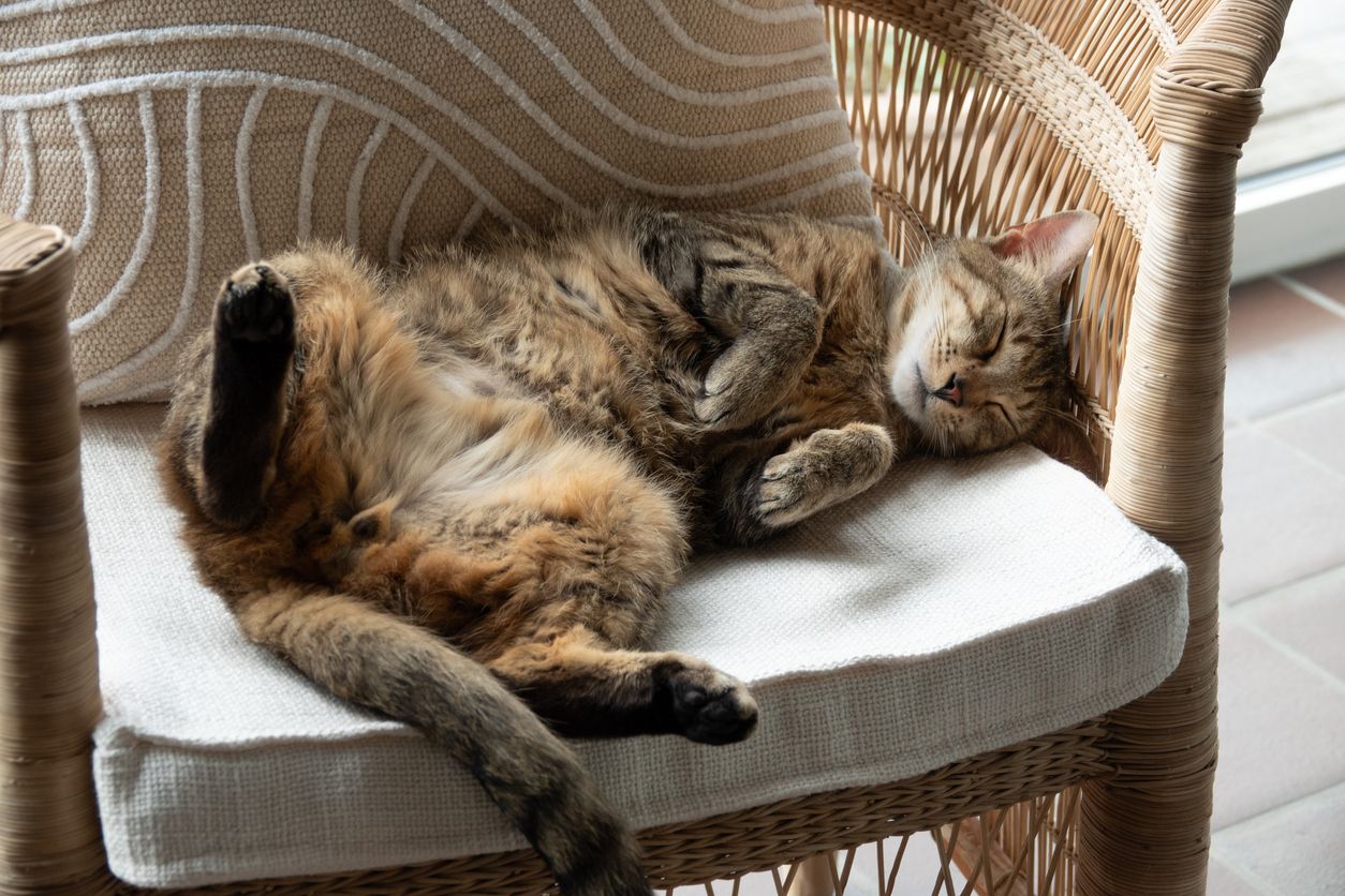 Katzen haben ihre eigene Art, Vertrauen und Liebe zu zeigen.