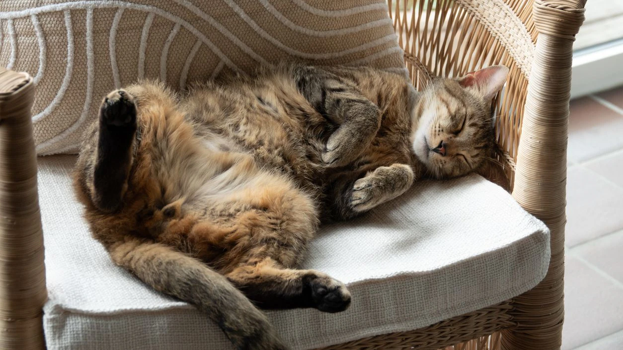 Heute.at - 7 Zeichen, dass deine Katze dir vertraut
