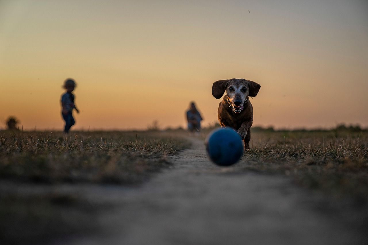 Spielender Hund im Park