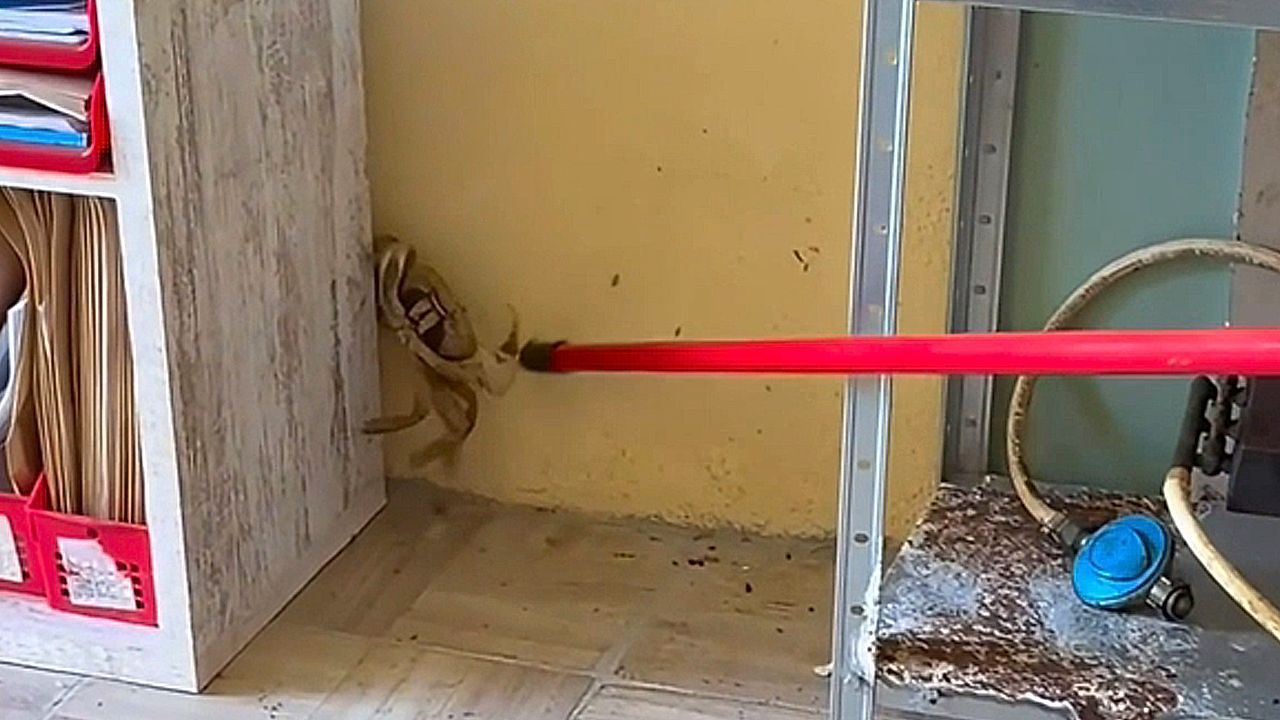 Heute.at - Skurriles Duell! Für diesen Gast musste der Besen her