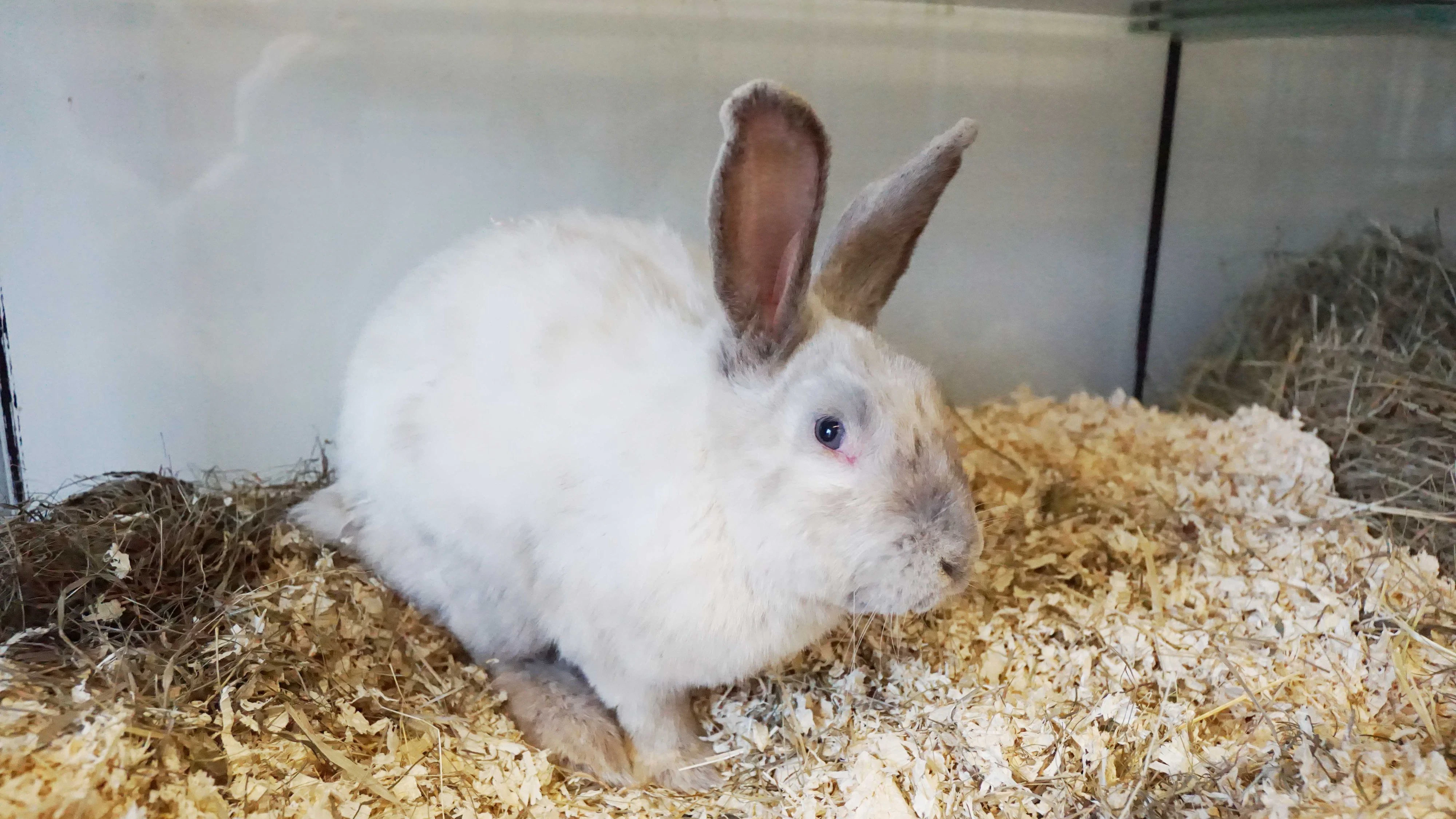 Heute.at - Imposanter Hoppler! Thor sucht ein neues Zuhause
