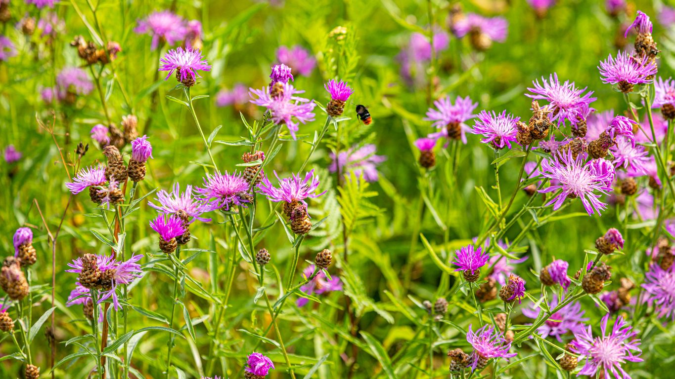 Blüten erweitern die heimische Küche um eine Fülle neuer Geschmacksnoten.