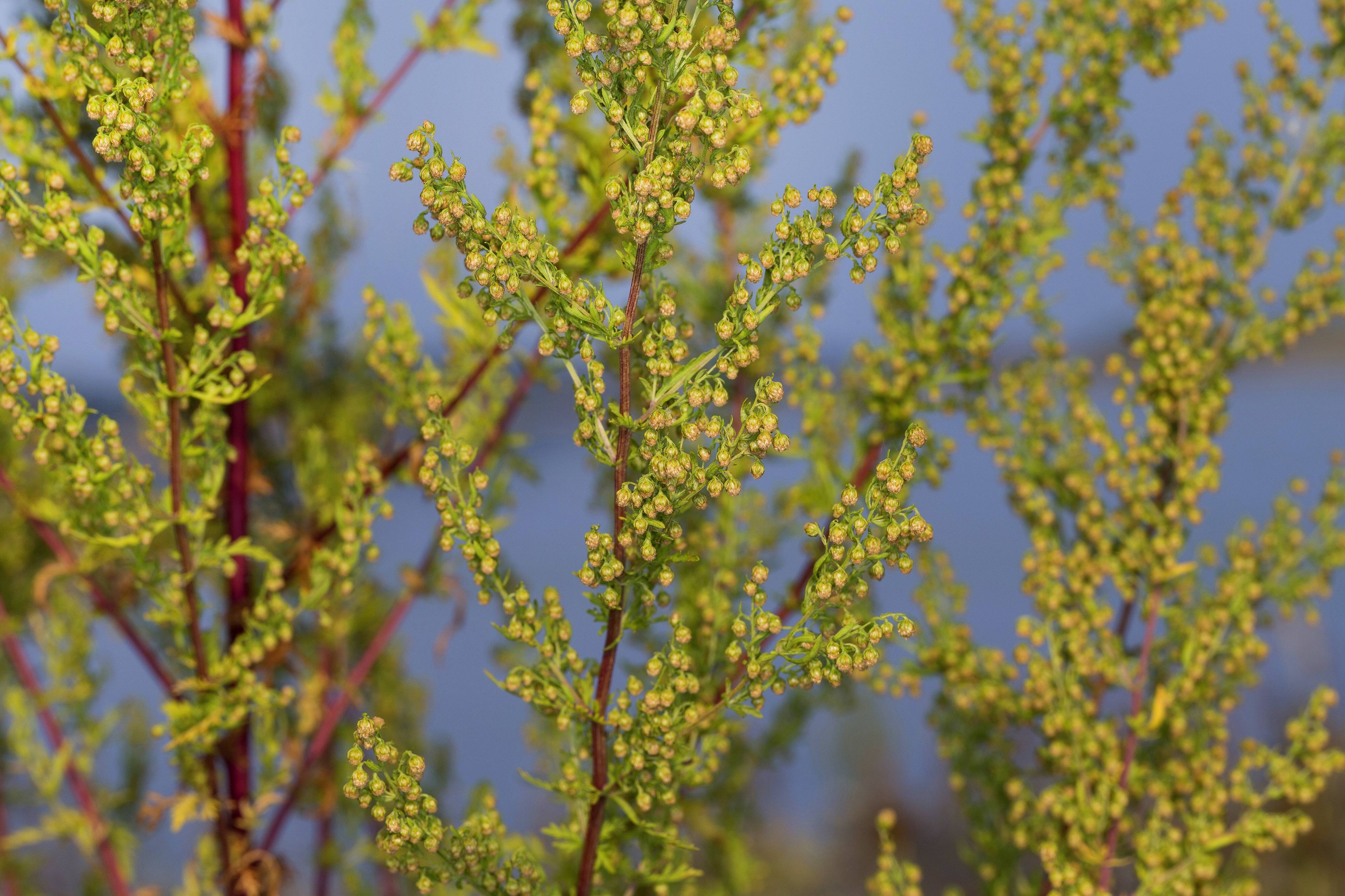 Einjäehriger Beifuss (Artemisia annua) blühend an einem Flussufer.
