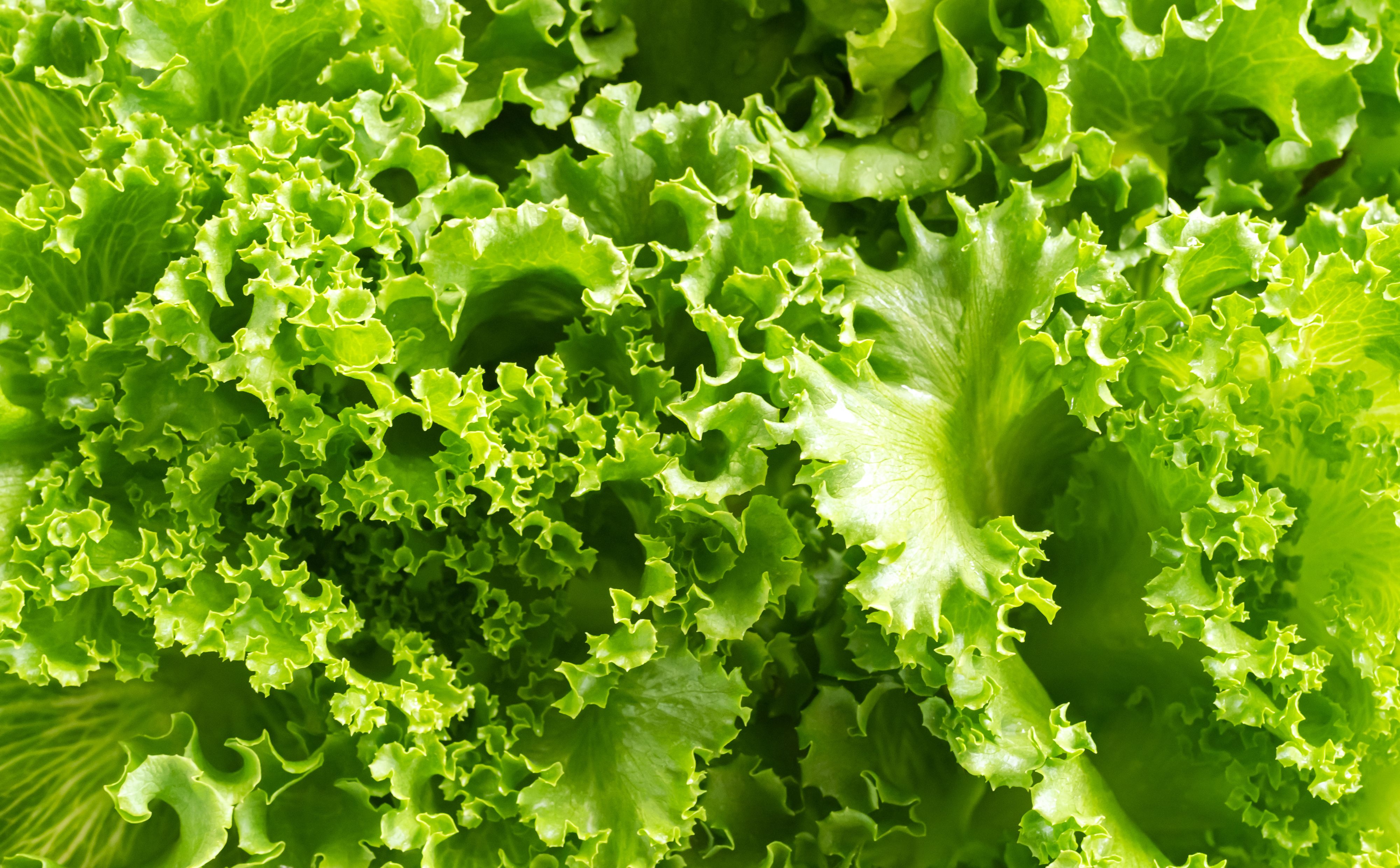 Ein kleiner Fehler beim Salatwaschen passiert fast jedem – dabei lässt er sich ganz einfach vermeiden.