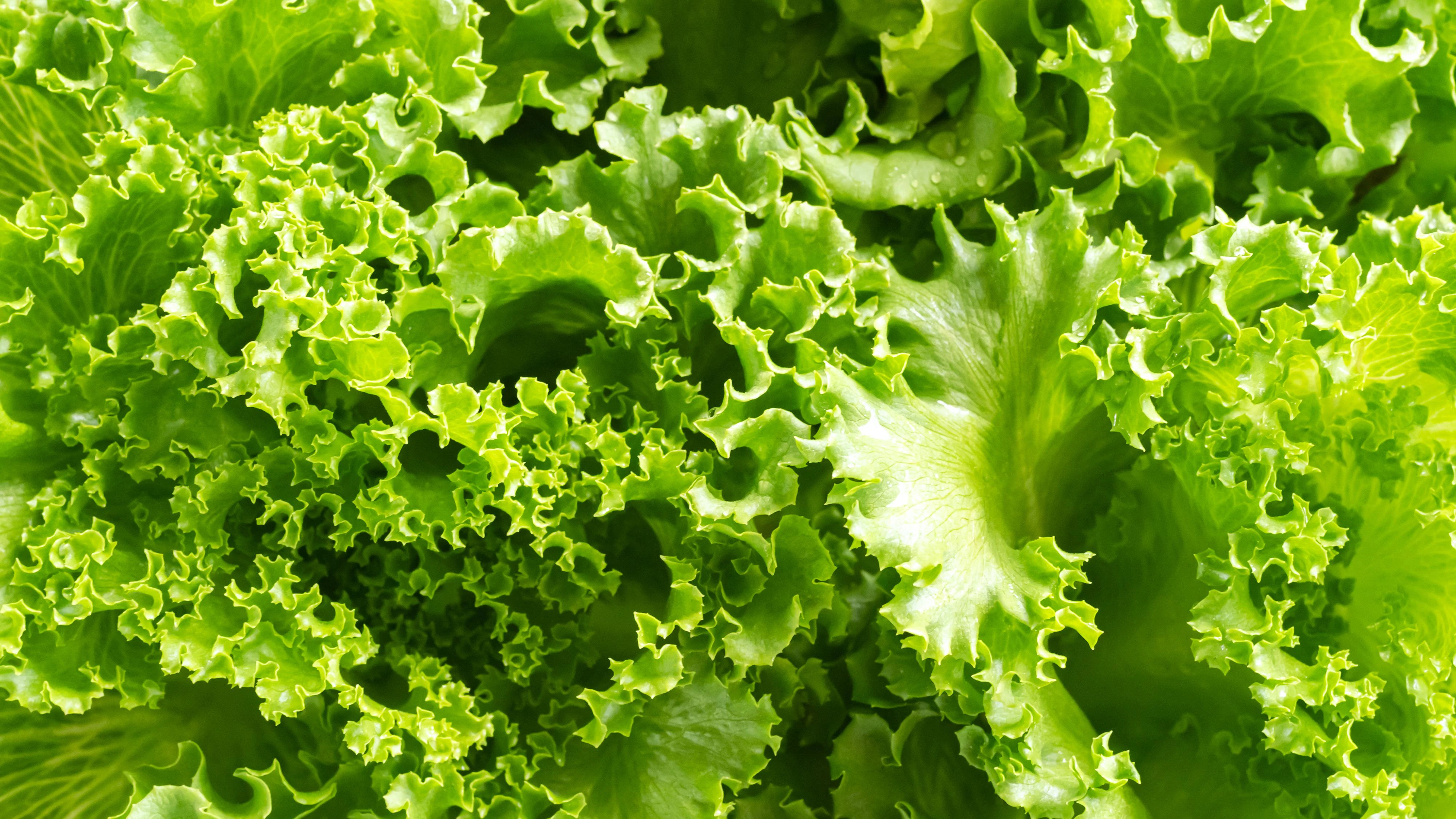 Heute.at - Vorm Schneiden oder danach? So wäschst du Salat richtig