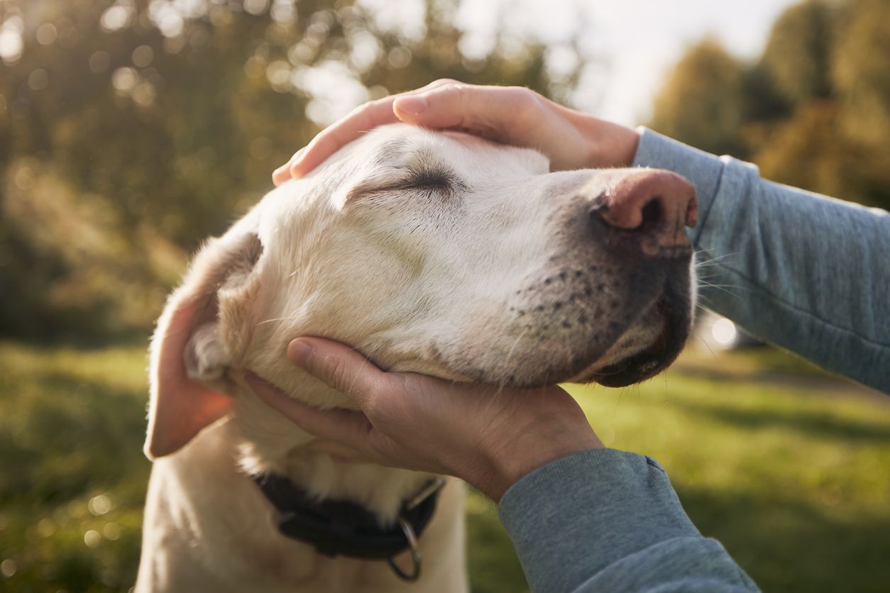 Nur die wenigsten Hunde genießen Berührungen am Kopf - schon gar nicht von fremden Personen.