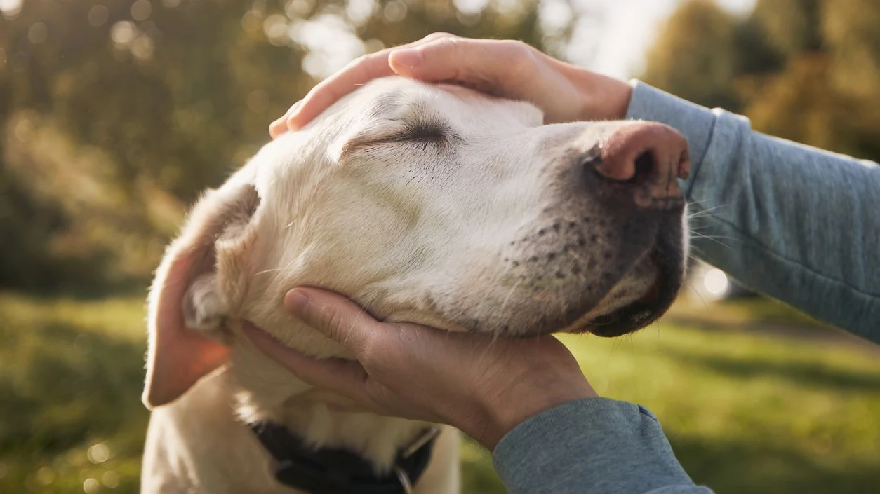 Heute.at - Deshalb streichelt man fremde Hunde nicht am Kopf