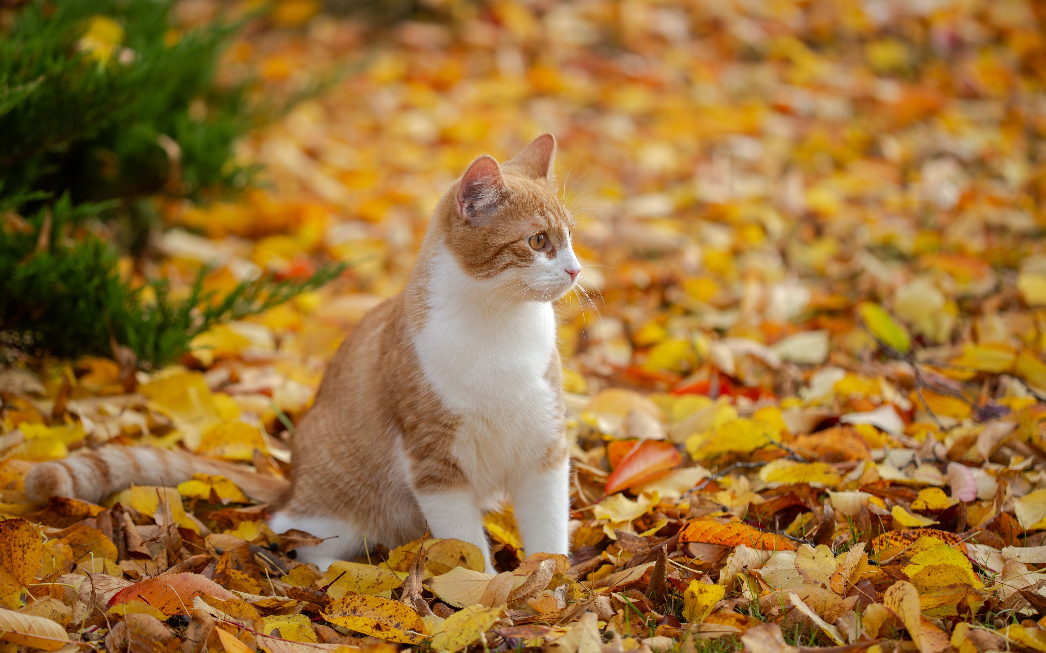 Der Kater wurde mit einem Bolzenschussgerät und einer Schaufel getötet.
