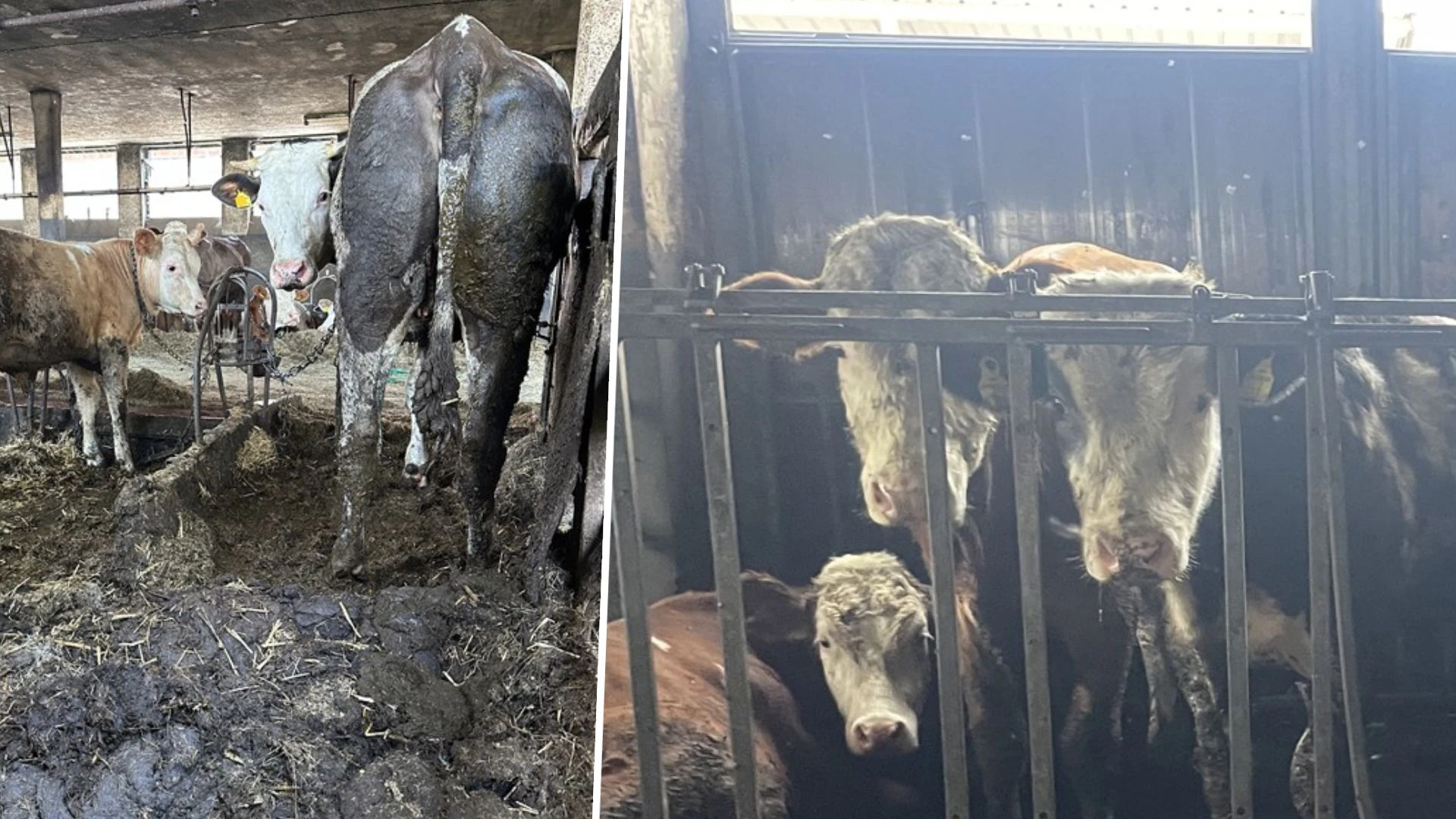 Heute.at - Dreckig, abgemagert, nie im Freien: Große Sorge um Kühe