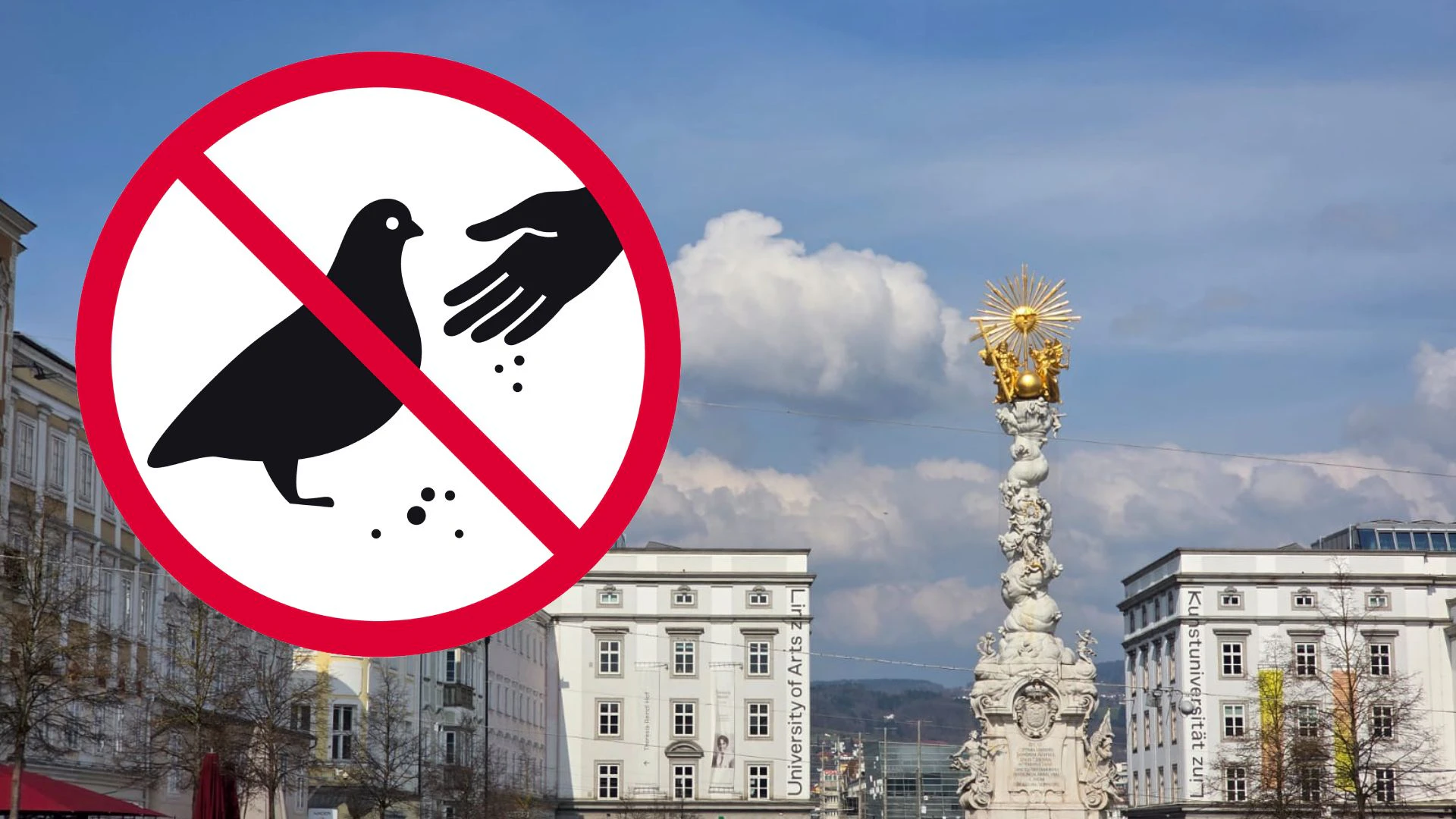 Heute.at - Kampf gegen Tauben – jetzt kommt Fütterungsverbot