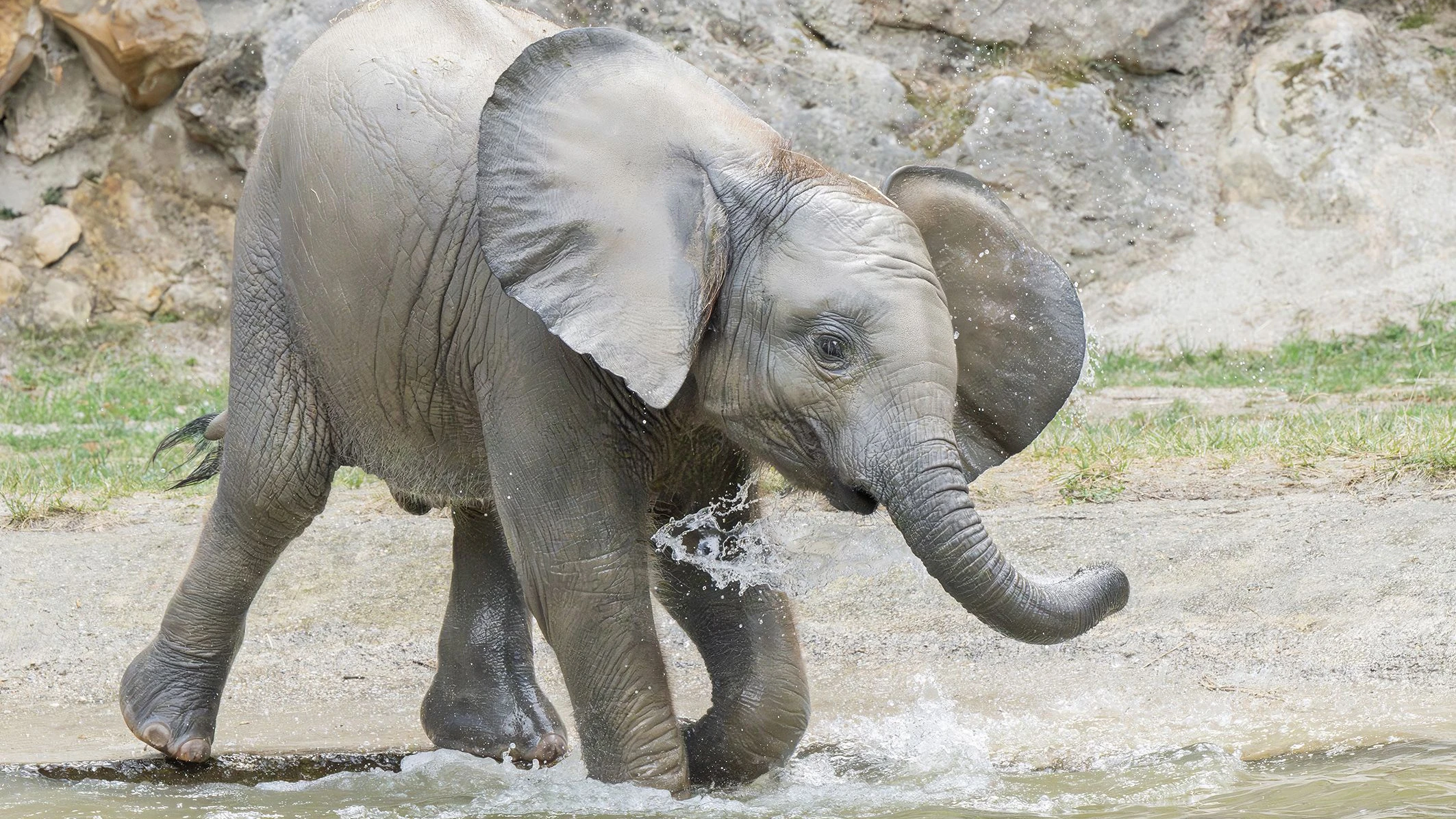 Splish-Splash - I was taking a bath.