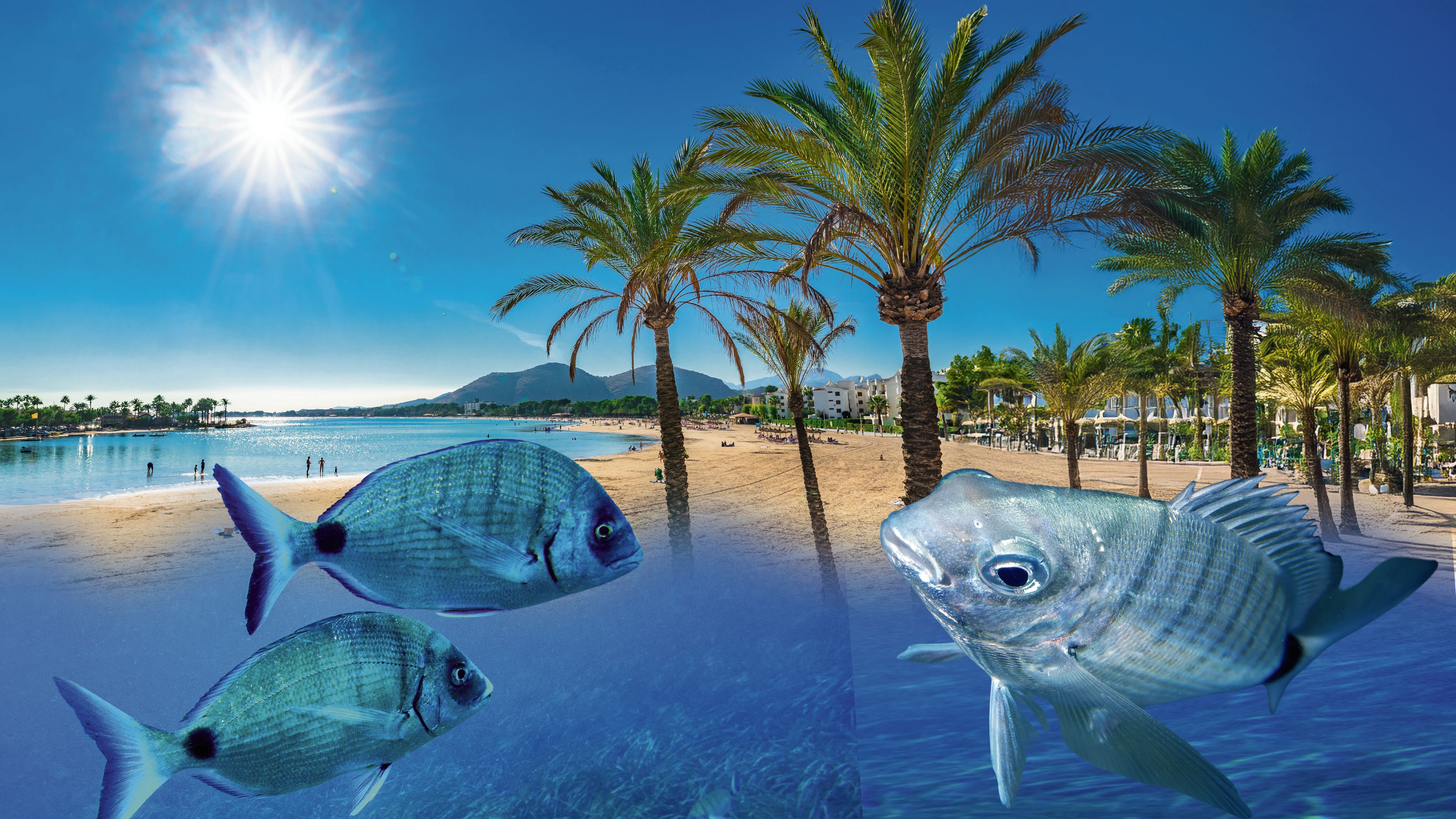 Beißende Fische, vermutlich Geißbrassen, sorgen auf Mallorca für Angst unter Badegästen